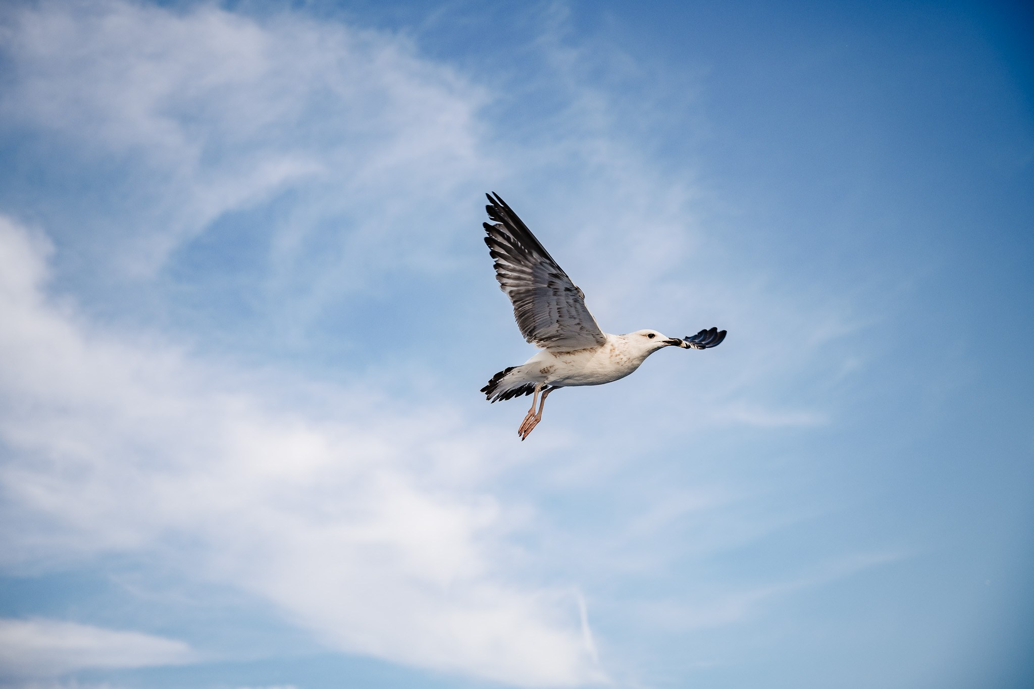 Pilgrim. Photographe de mariage région de Liège Stefan Bogdan
