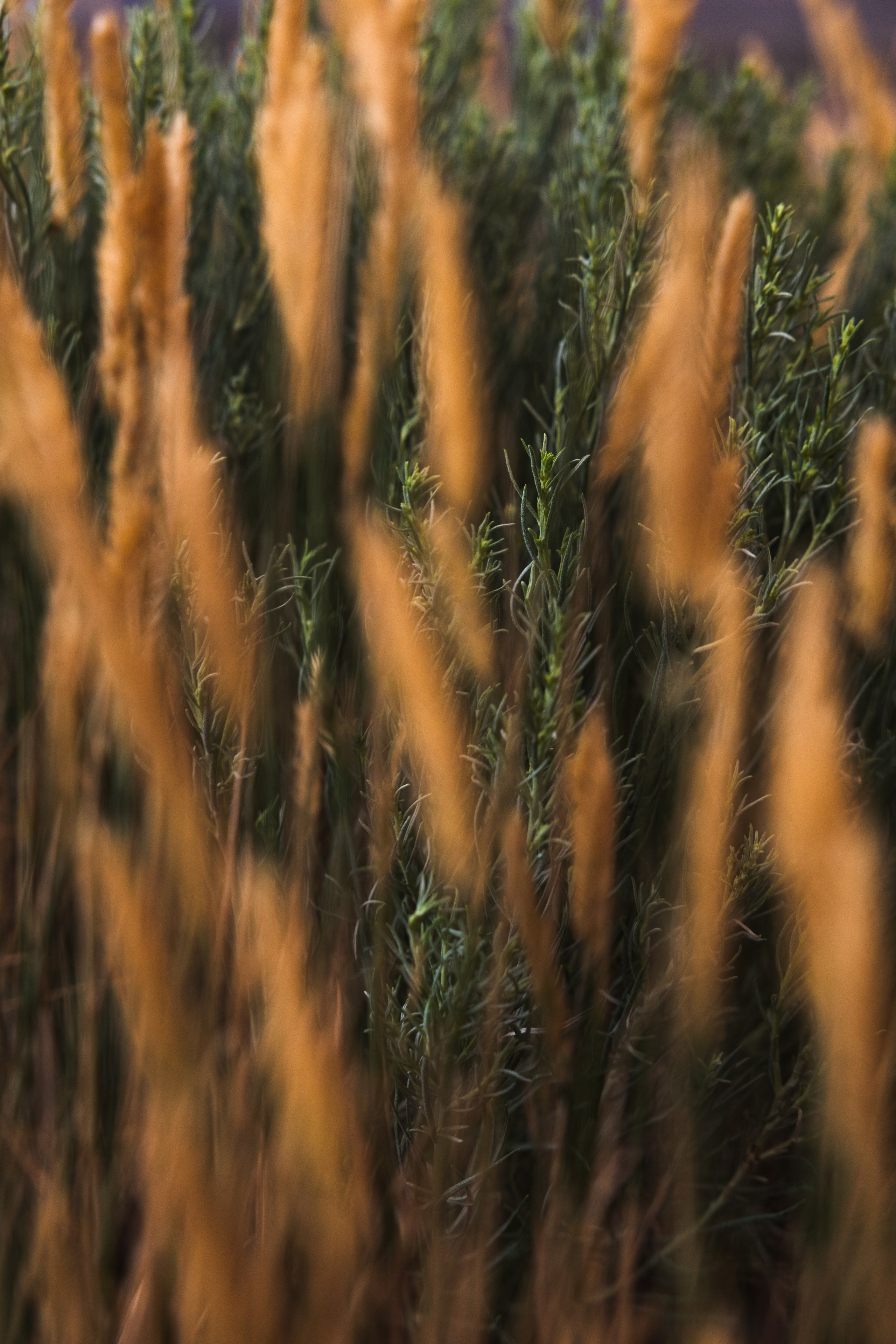 Wyoming. Family Lifestyle Photography