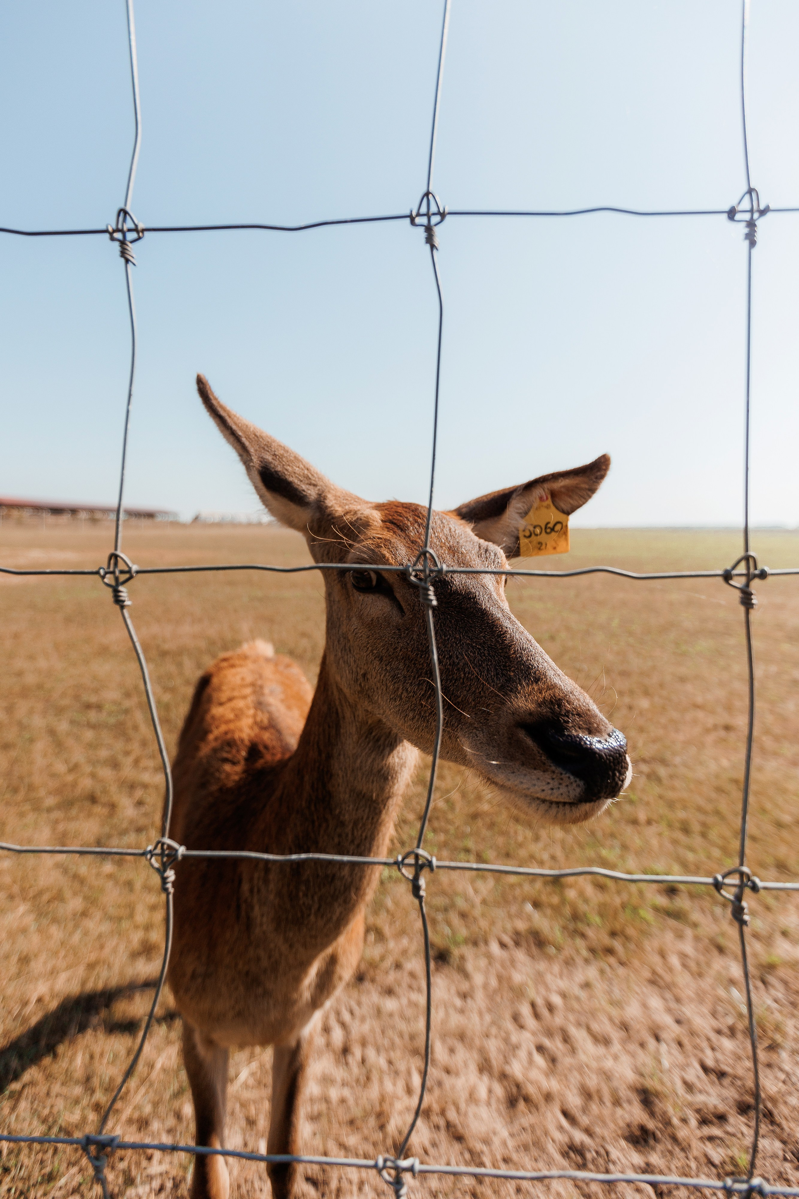 Екопарк Аміла. Ірина Терещук