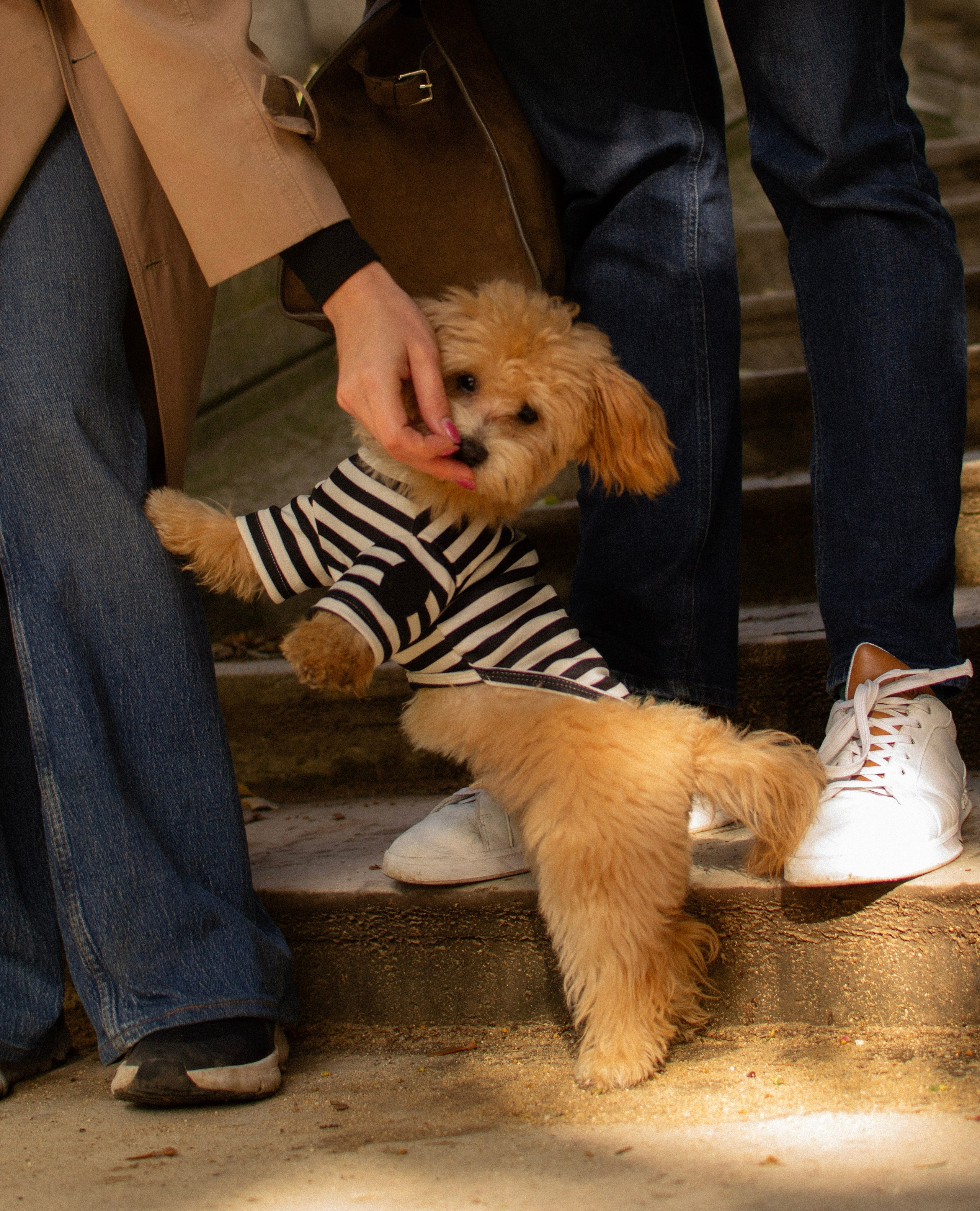 Barney, Nastya et Kolya. Photographe animalier à Paris Anna Pereira