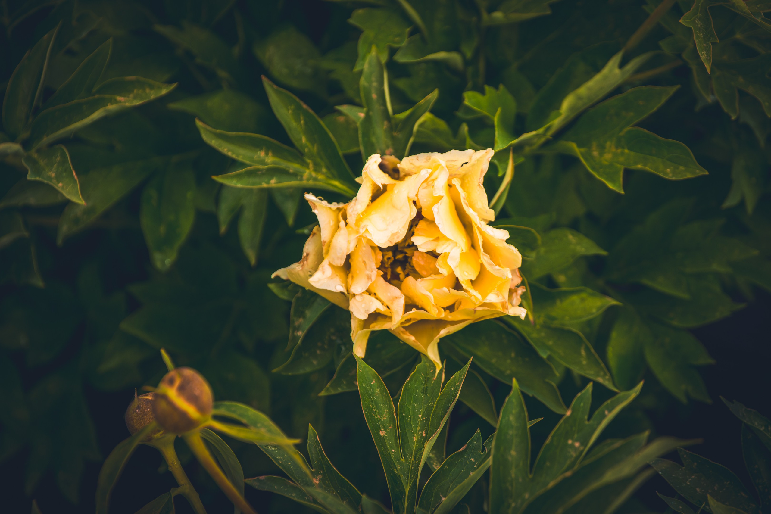 Saarema, reis. Nebula 25 — Fotod teie hingele