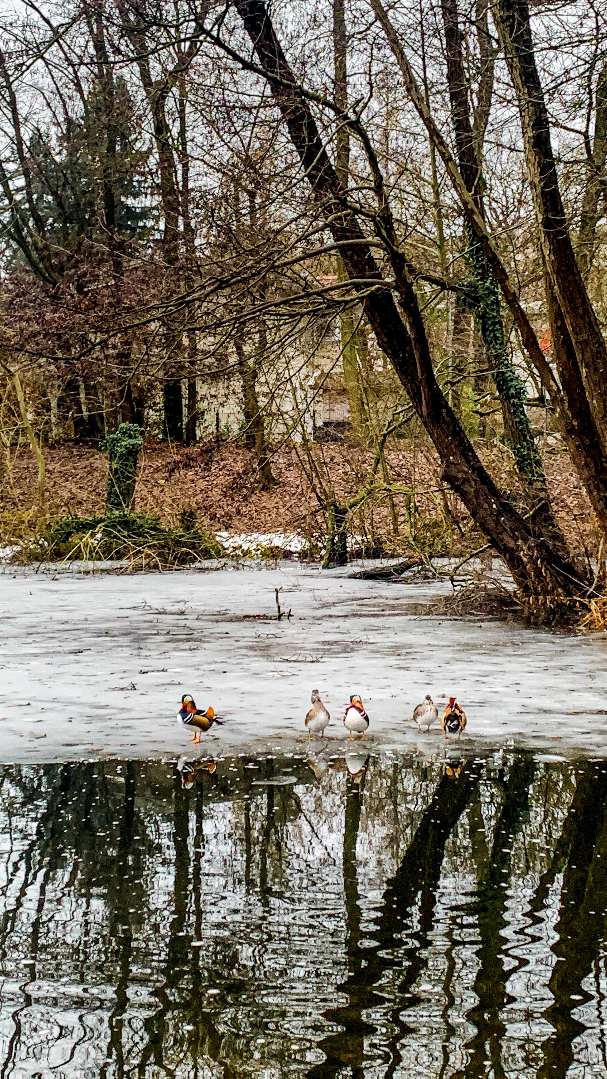 Lainzer Tiergarten