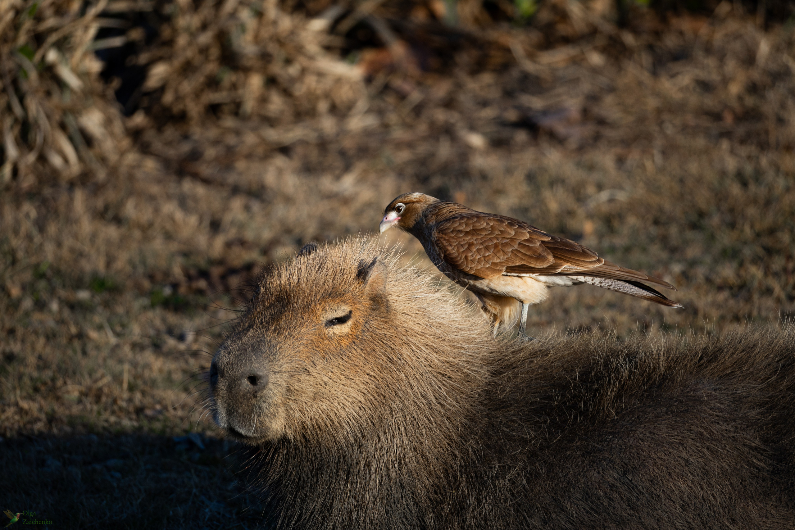 WildLife. Фотограф в Буэнос-Айресе