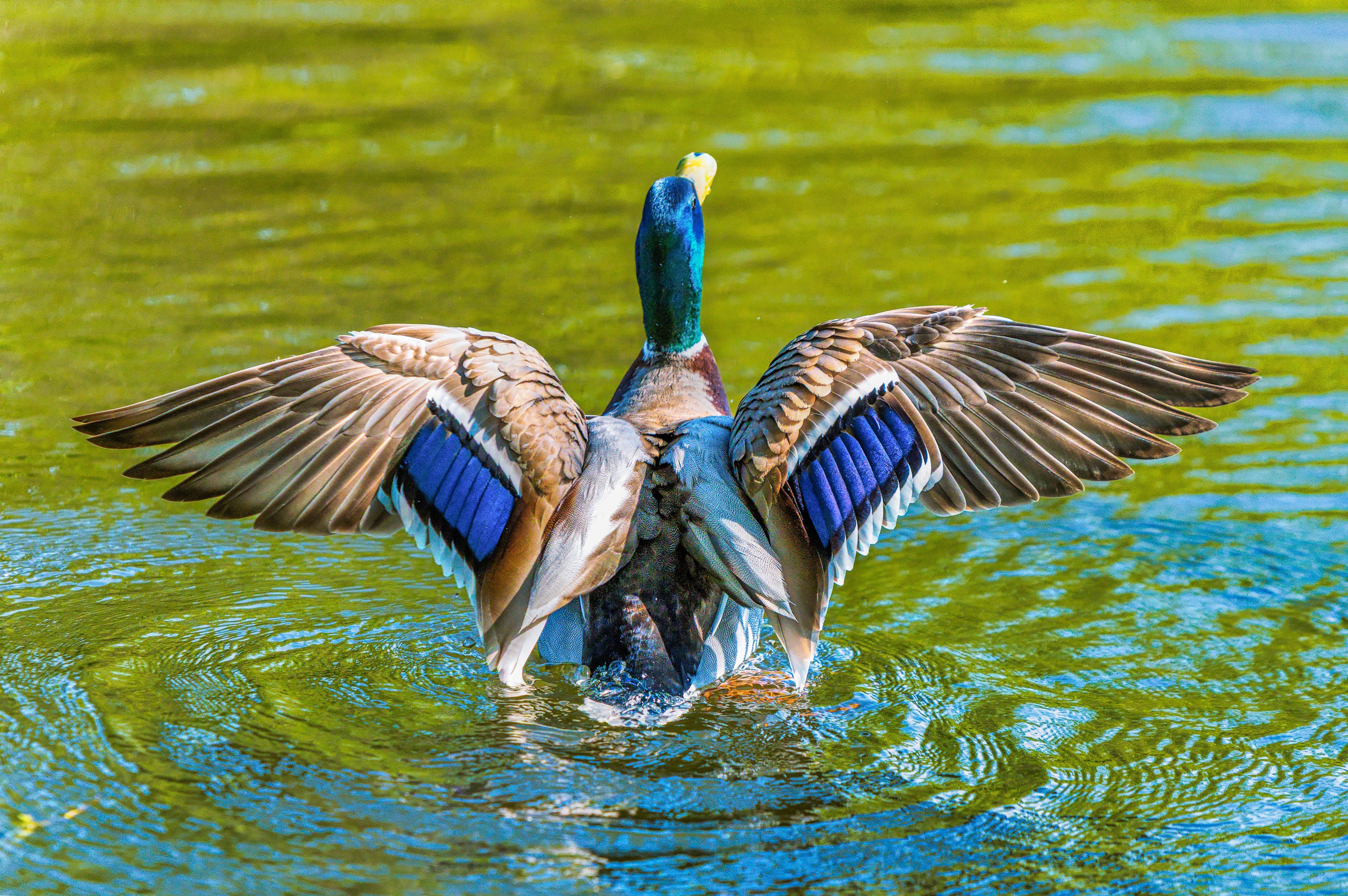 Portret bebeluș la botez realizat de Mitroi Iulian