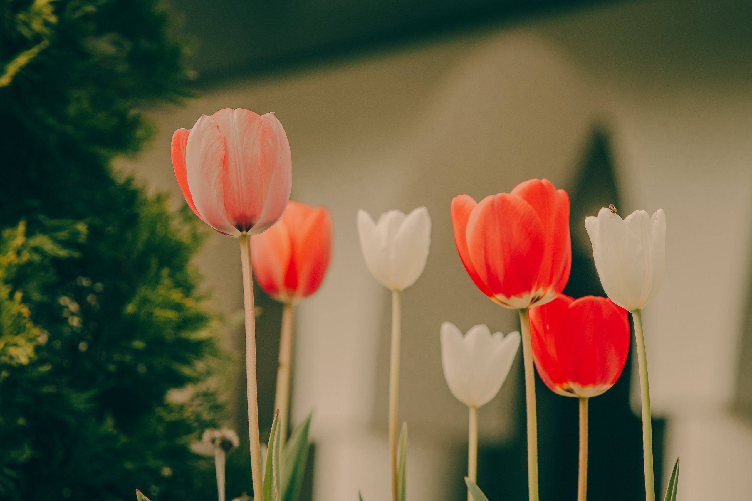 Portret bebeluș la botez realizat de Mitroi Iulian