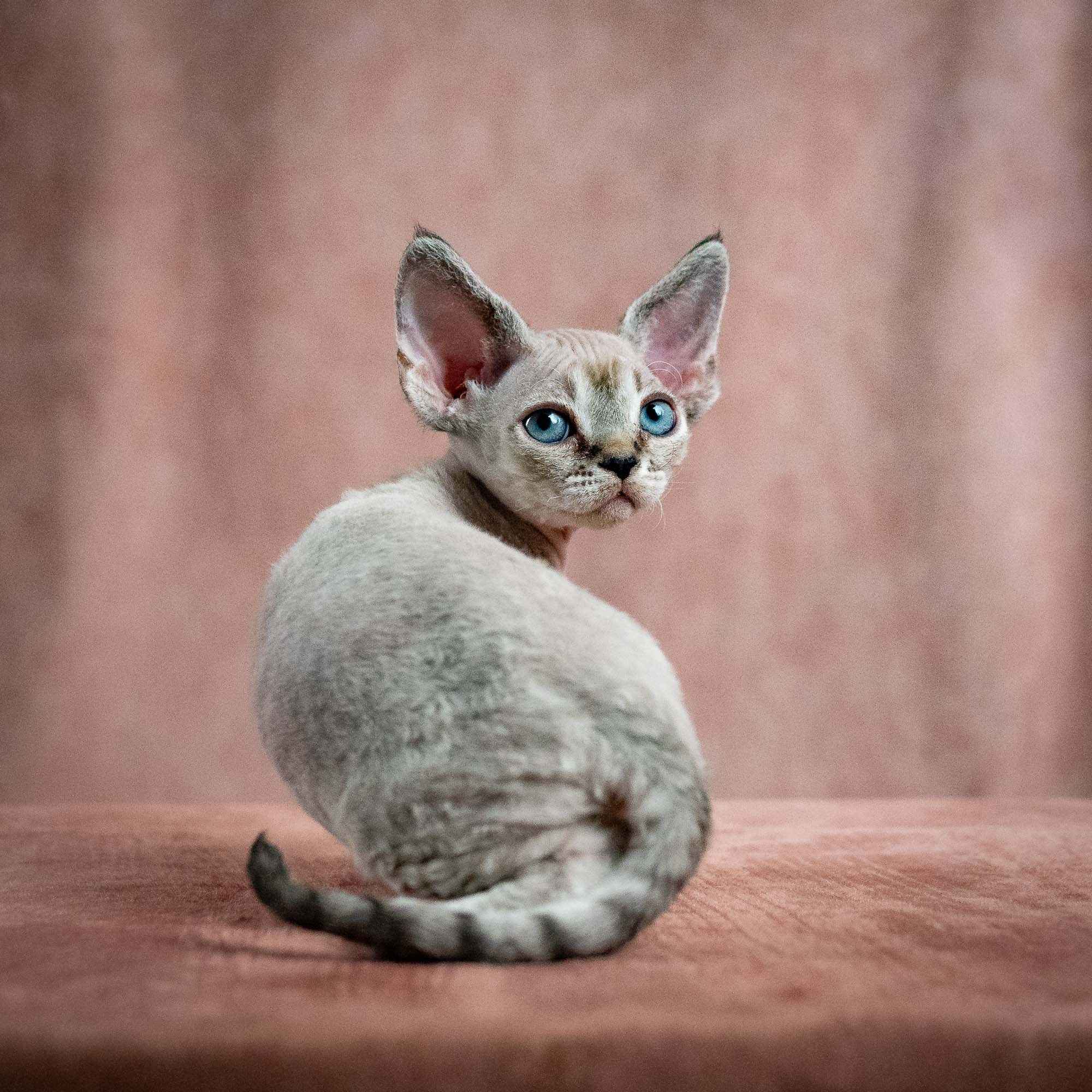 Nellie, girl, born 01.17.26. Devon Rex Pixie Cattery