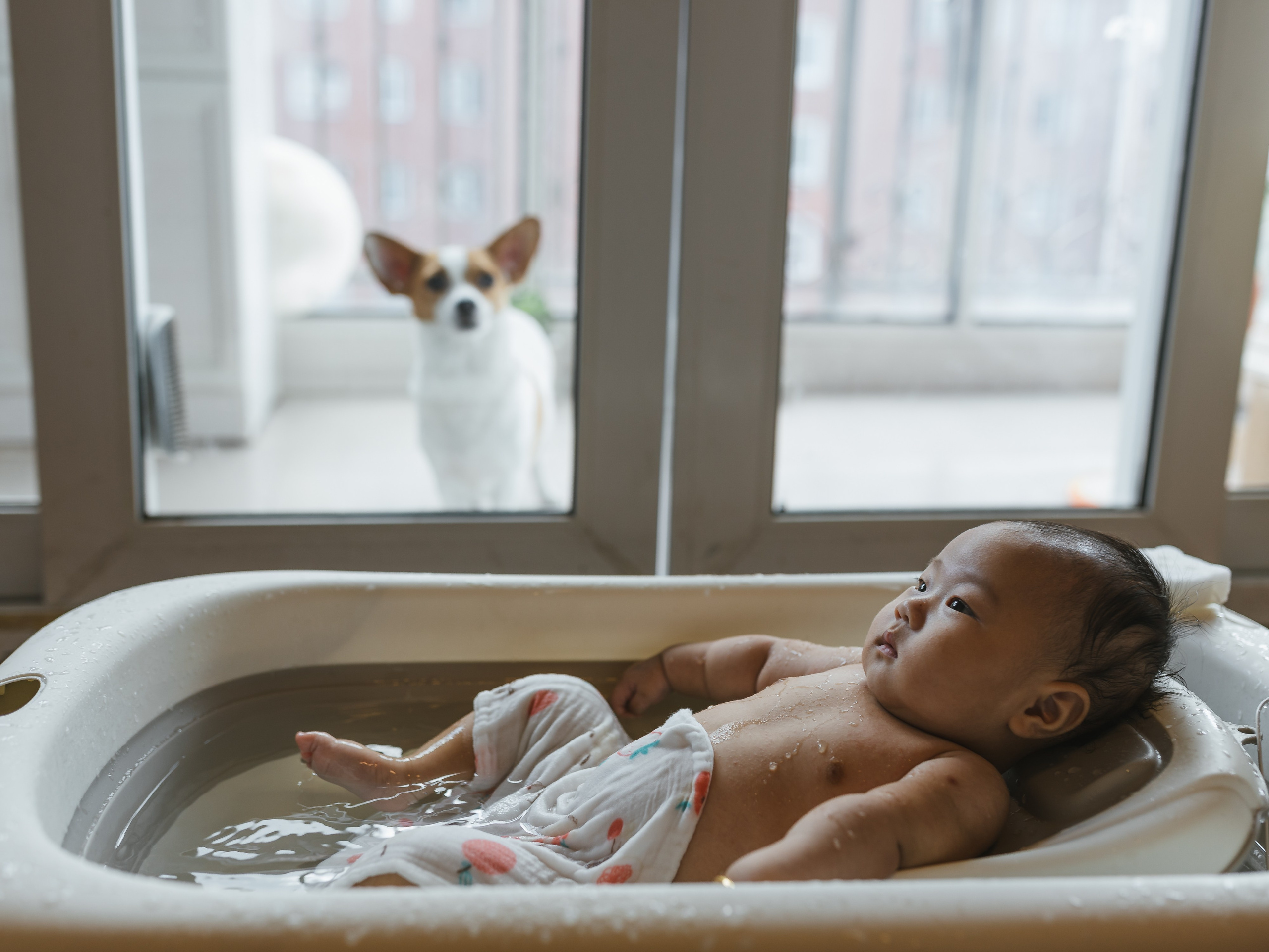 Photos of pets. Shanghai Family Photographer Dora