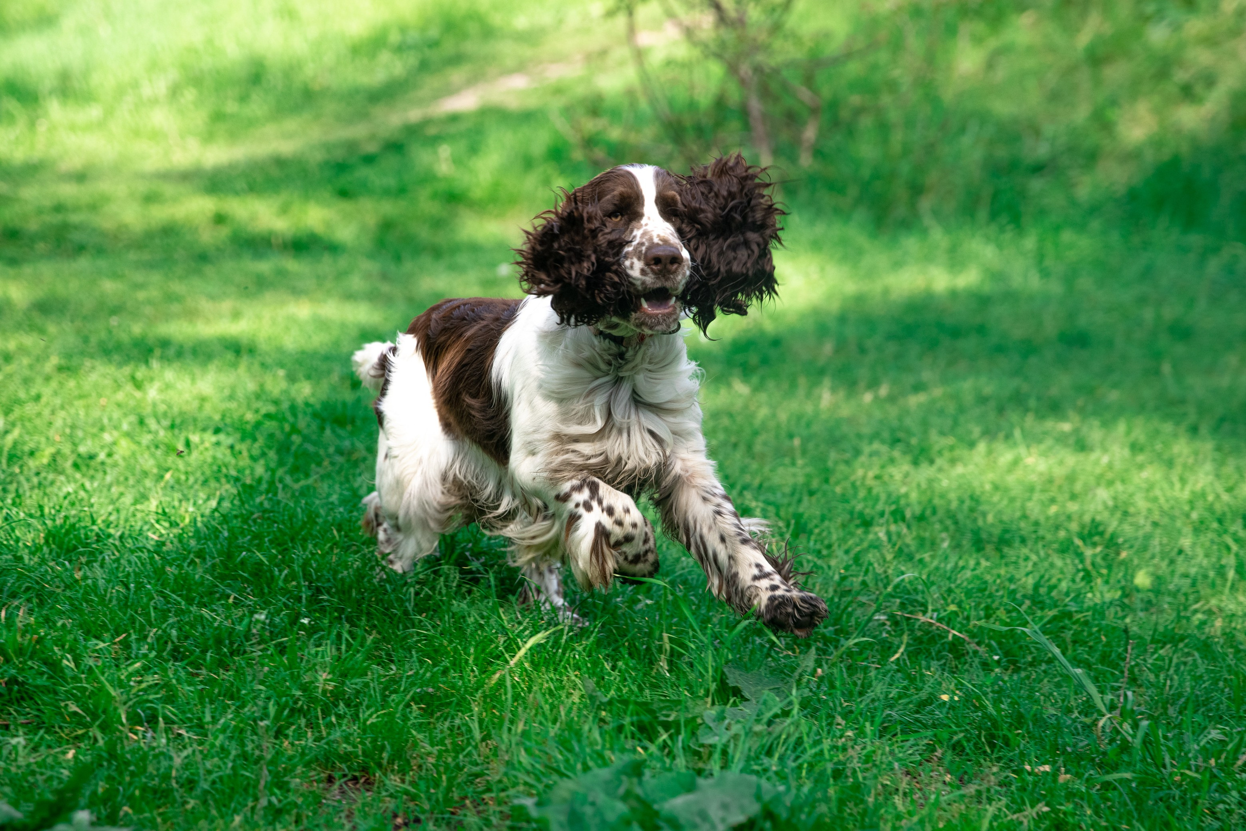 Gallery. Website of the titled stud dog of the Springer Spaniel breed