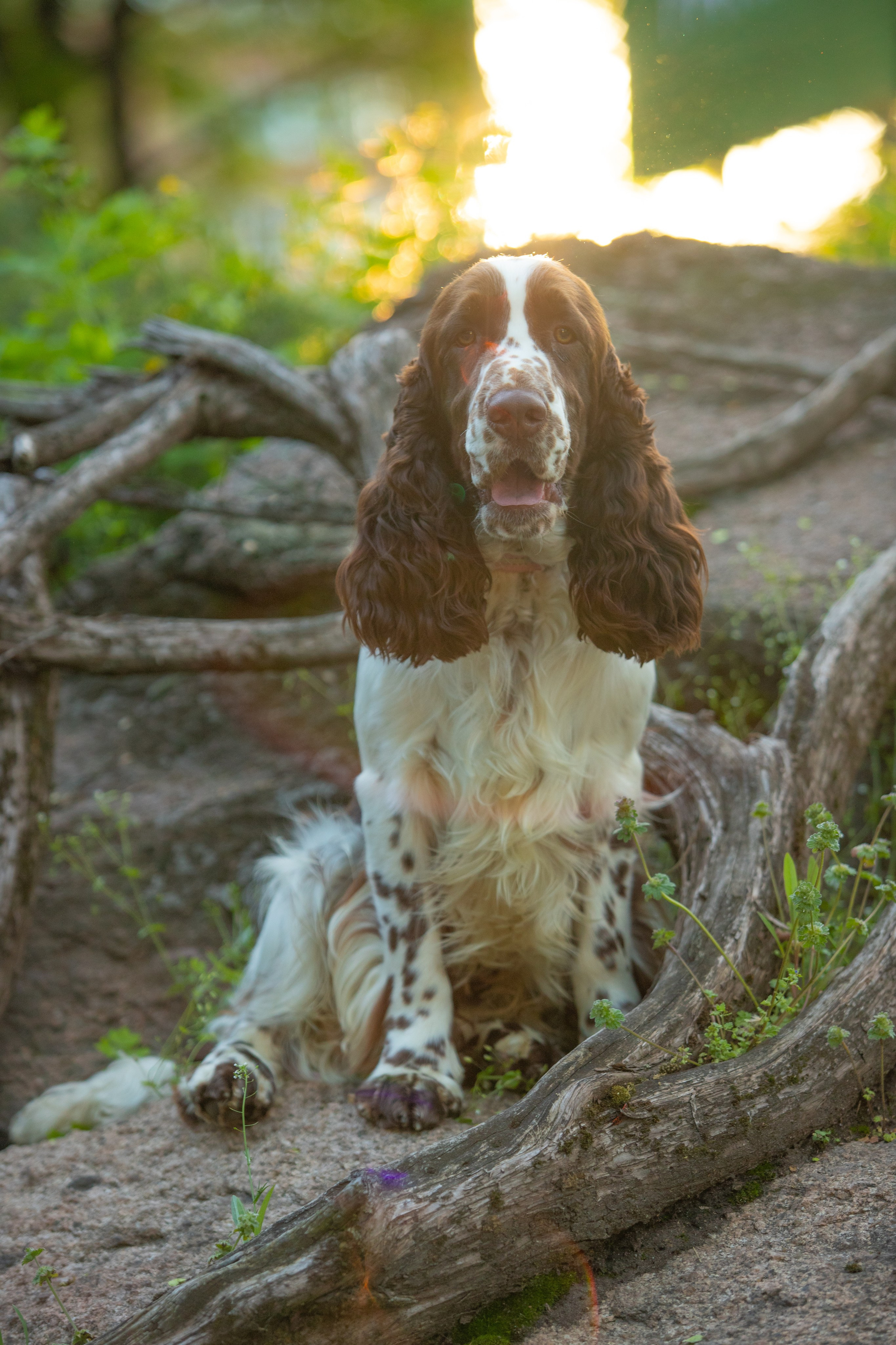 portrait of an English Springer Spaniel