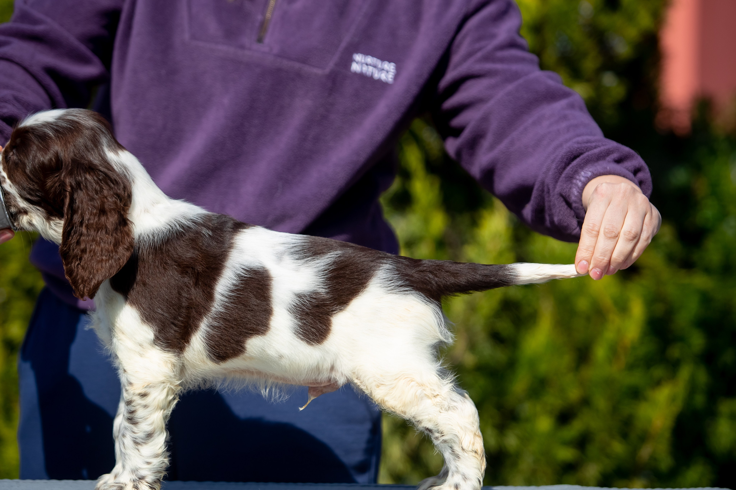 Male — Orange collar 🧡. Website of the titled stud dog of the Springer Spaniel breed
