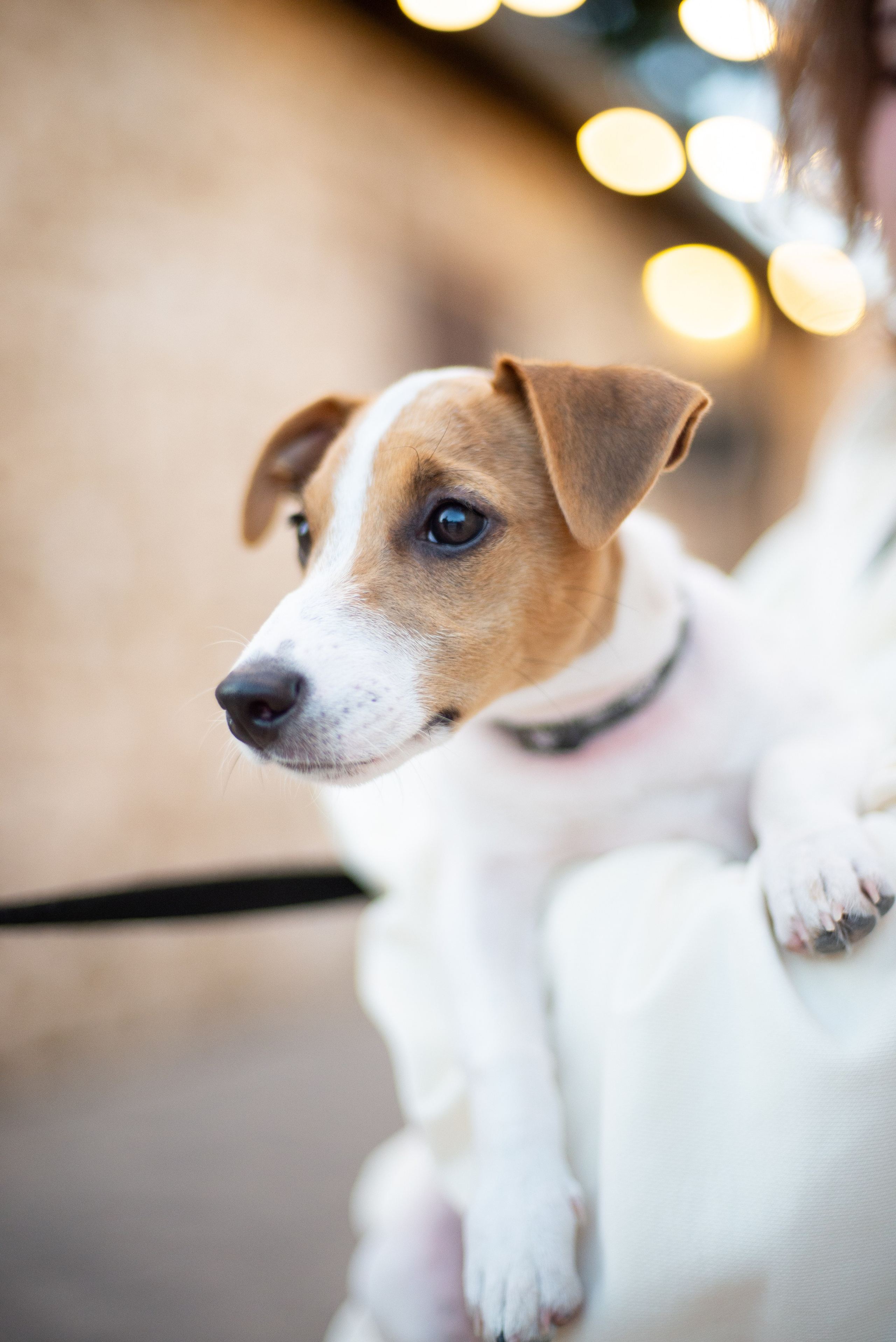 Пинхас и его семья. Визуальный брендинг