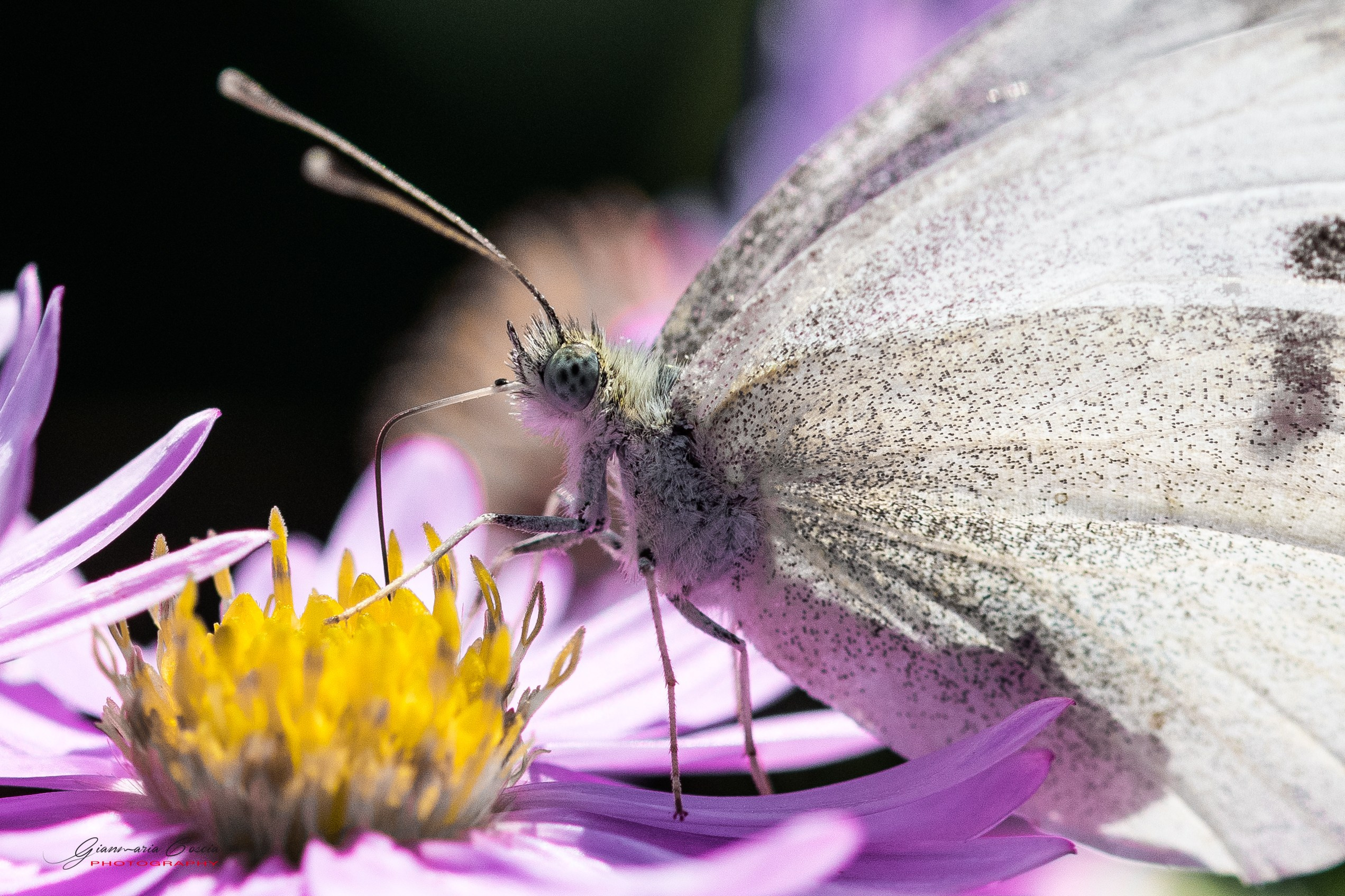 “Gianmaria Coscia fotografo per passione”