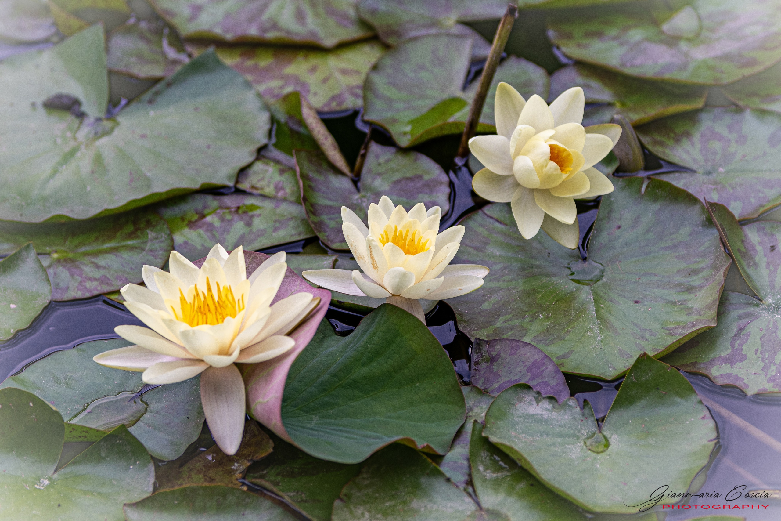Fiori. “Gianmaria Coscia fotografo per passione”