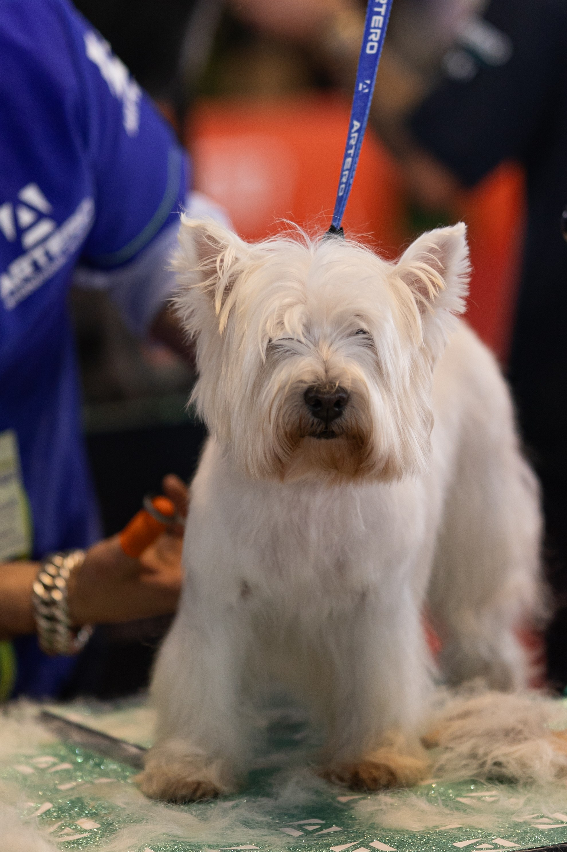 Pet Expo 2025. Bycristinaciobanu