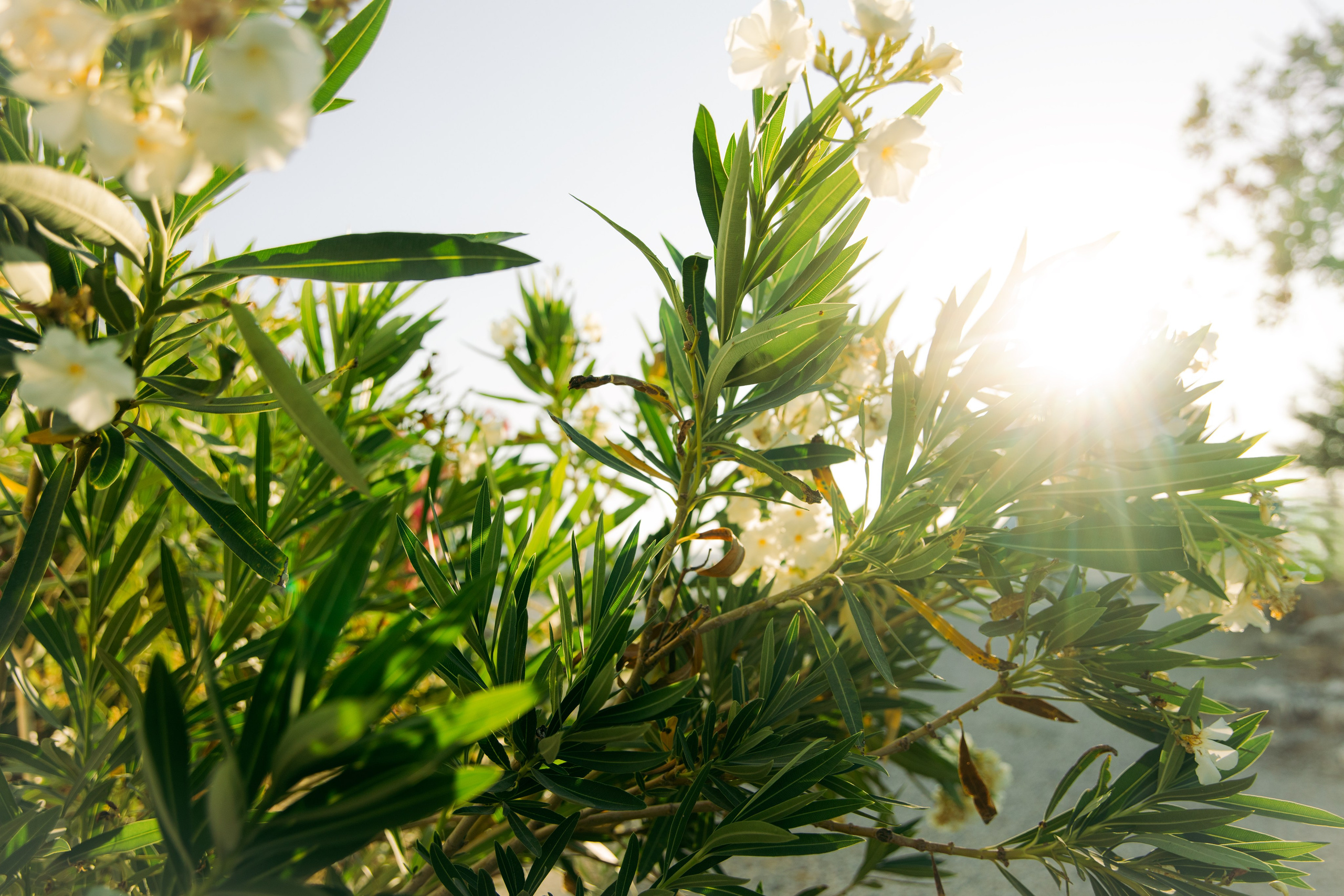 "Panoramablick vom Gipfel des Profitis Ilias über die Bucht von Faliraki. Im Vordergrund ein frisch verlobtes Paar vor der weißen Kapelle, umgeben von der kargen, mediterranen Schönheit der griechischen Inselwelt."