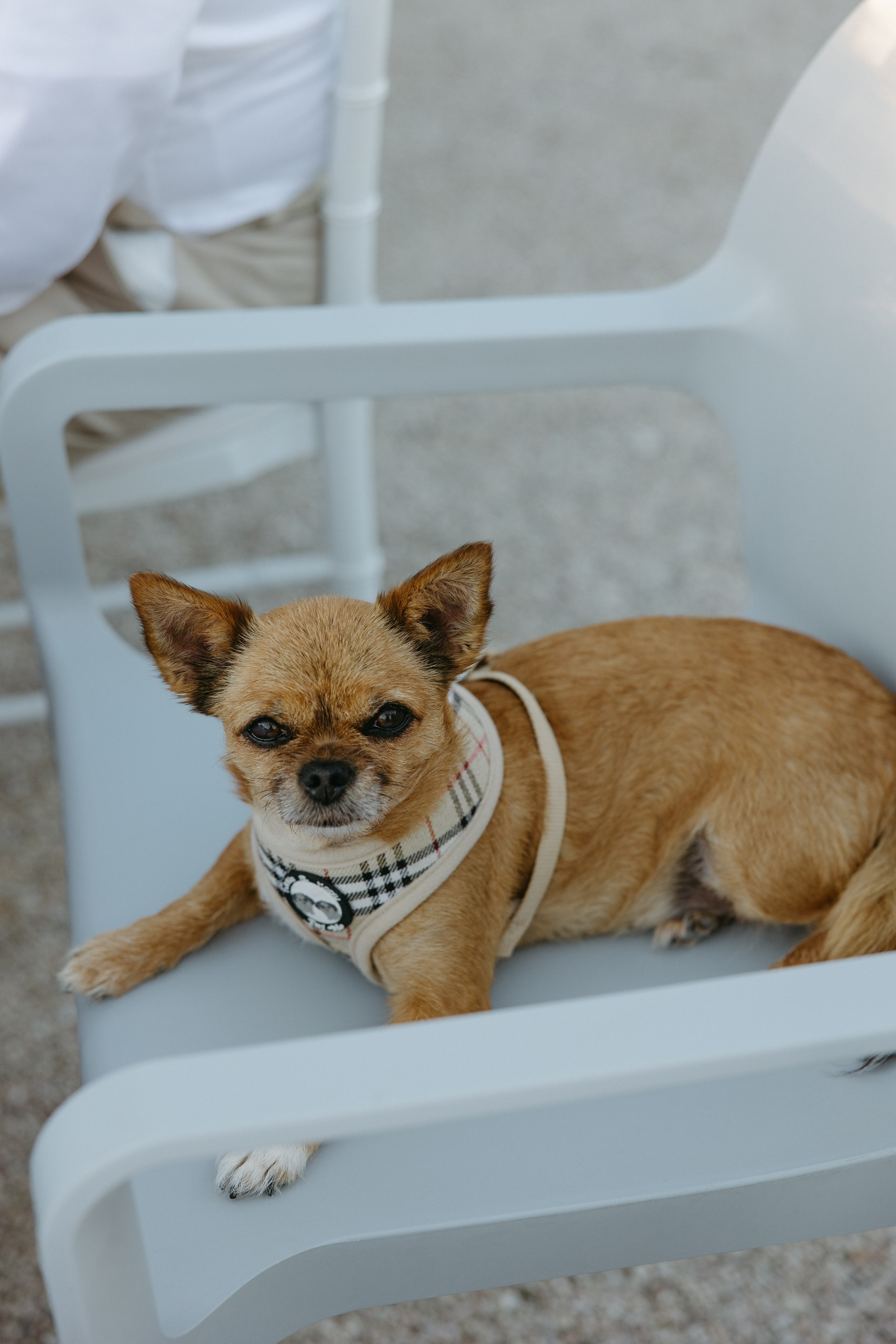 Sofia&Falk. Весільний фотограф Вікторія Саврук