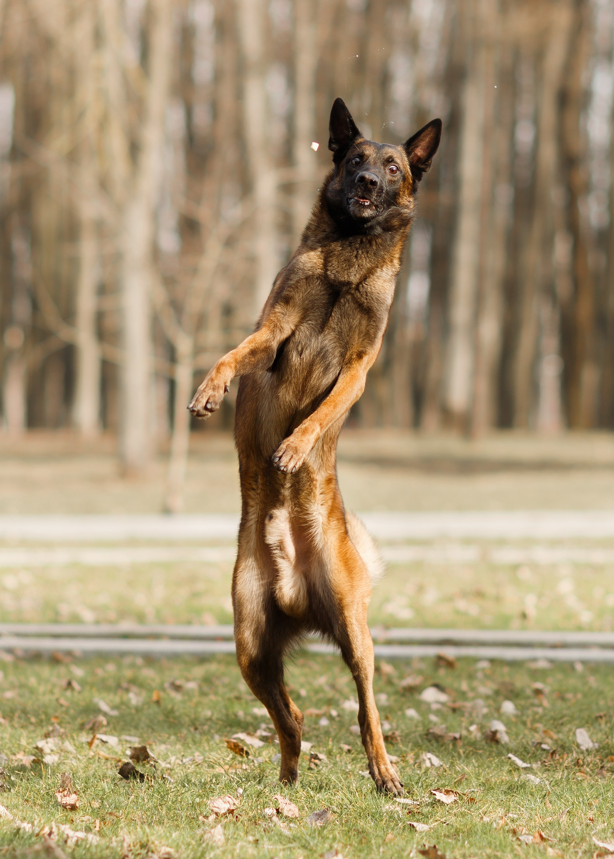 Autumn photo day for dog handler. Kaja | fotograf we Wrocławiu | ludzie i psy
