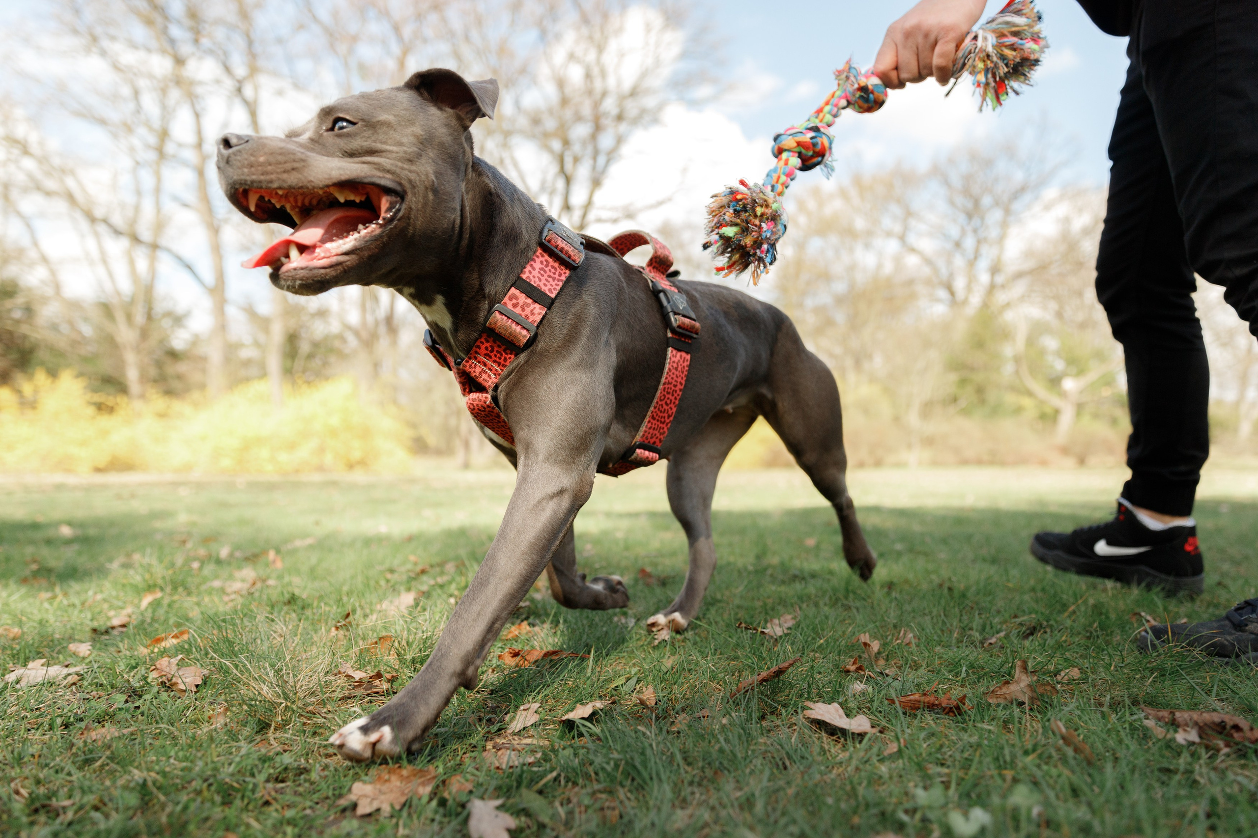 Bombka. Kaja | fotograf we Wrocławiu | ludzie i psy