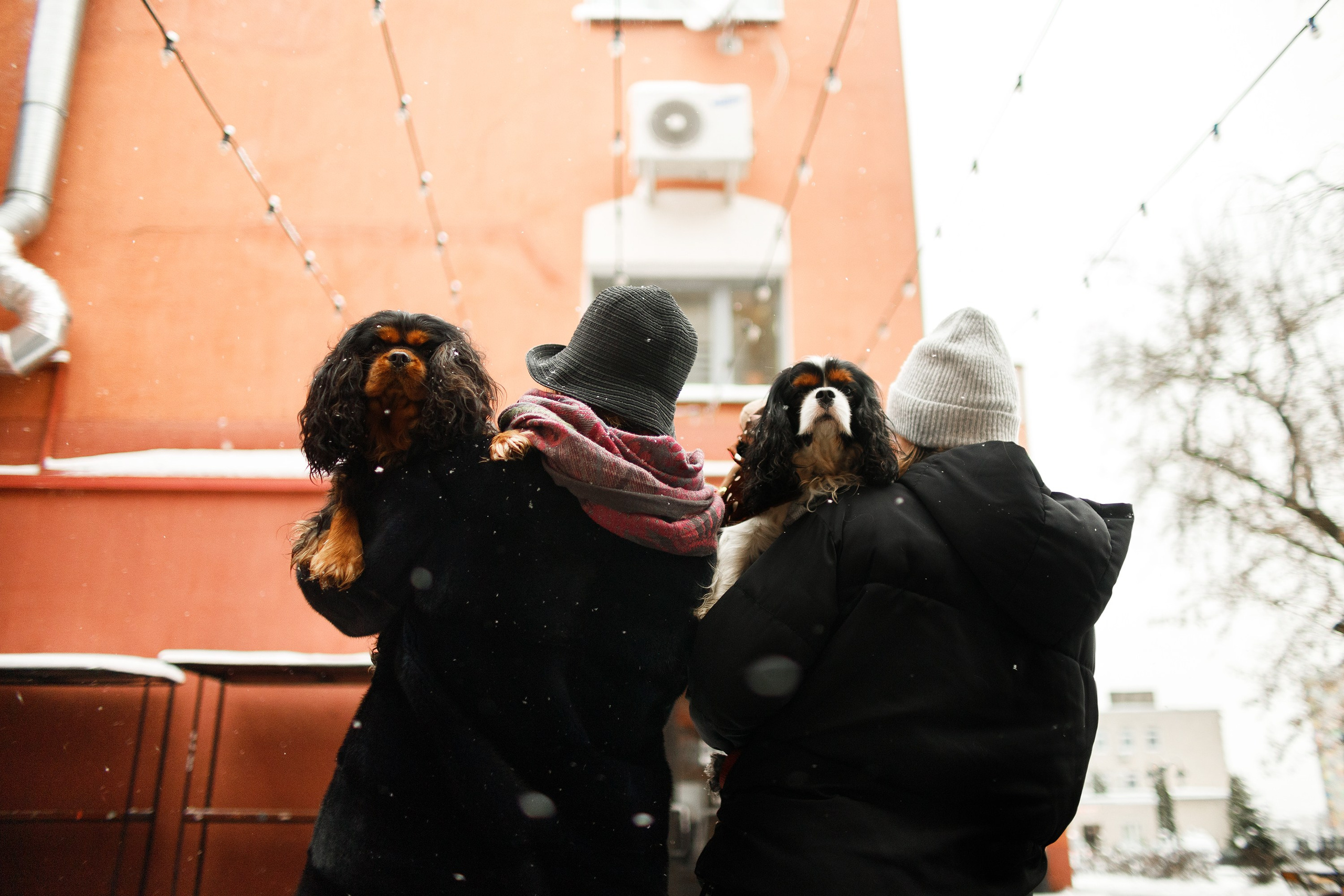 Uliana & winter spaniels. Kaja | fotograf psów we Wrocławiu