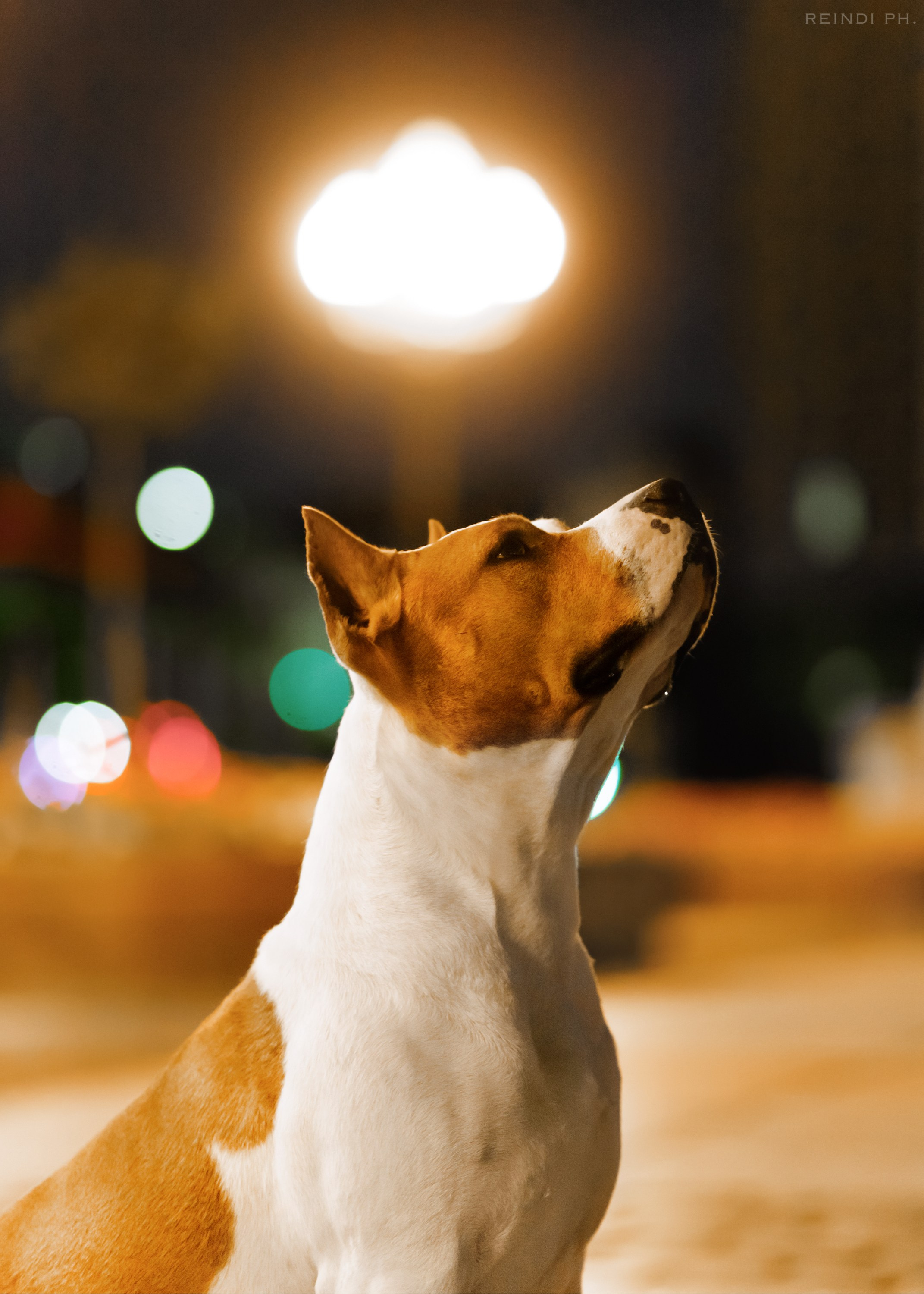 Yura & Maggie. Kaja | fotograf we Wrocławiu | ludzie i psy