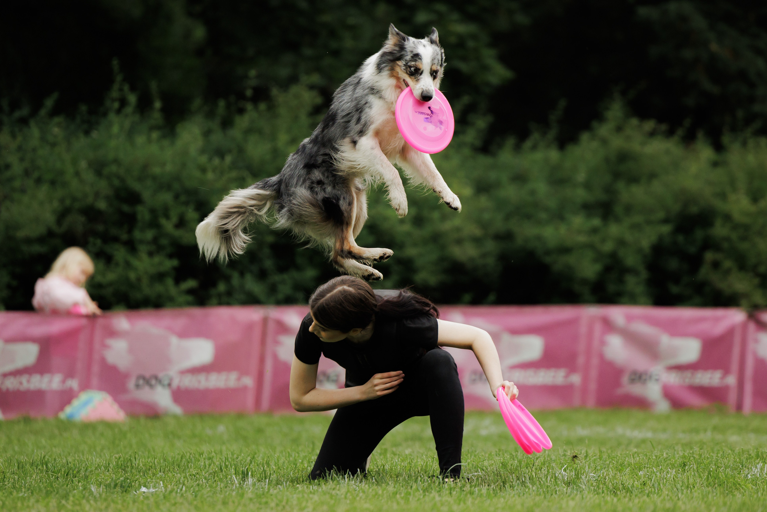Latające psy, Wrocław'25. Kaja | fotograf psów we Wrocławiu