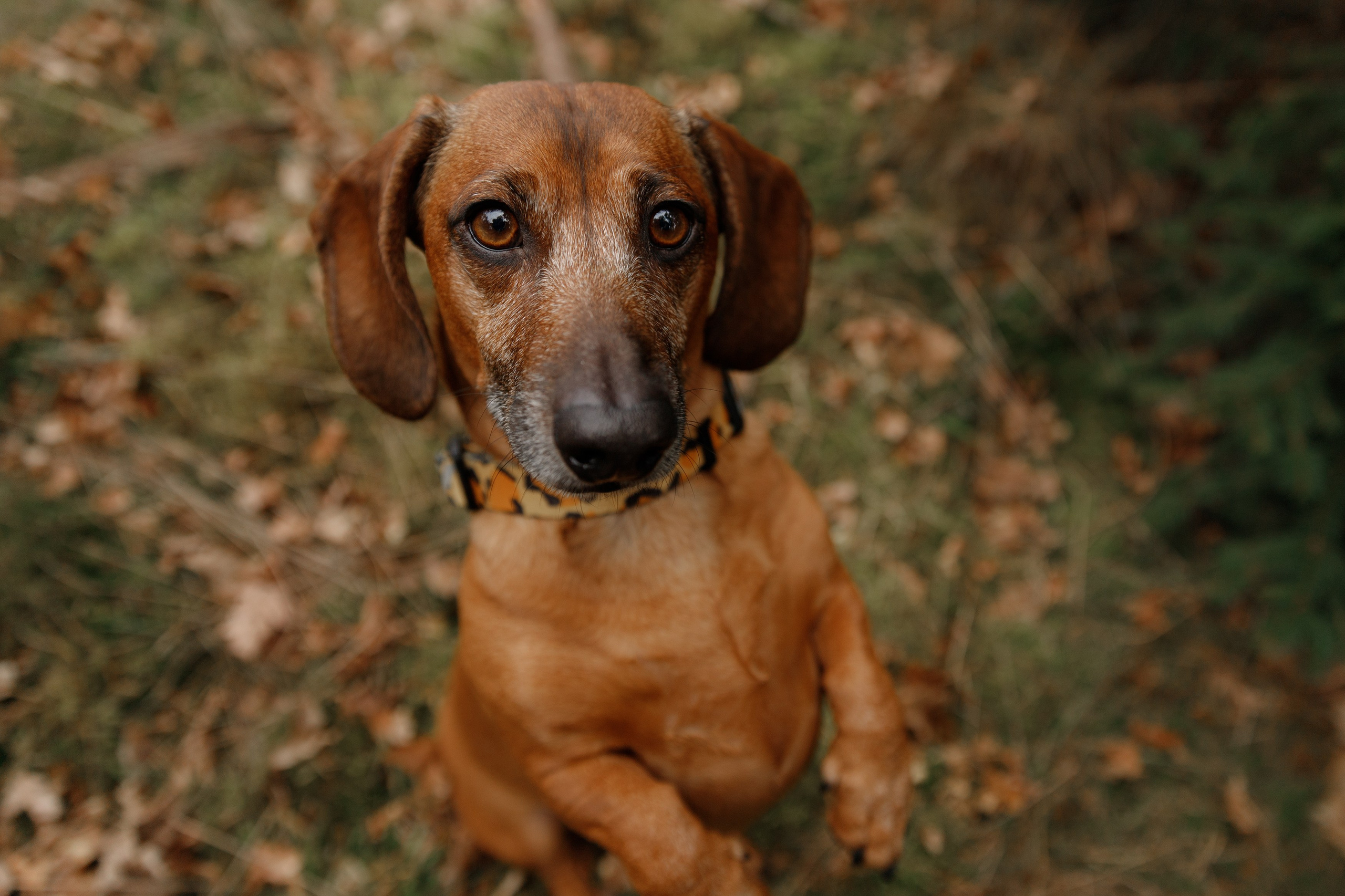 Ania, Franek & Vincent. Kaja | fotograf psów we Wrocławiu