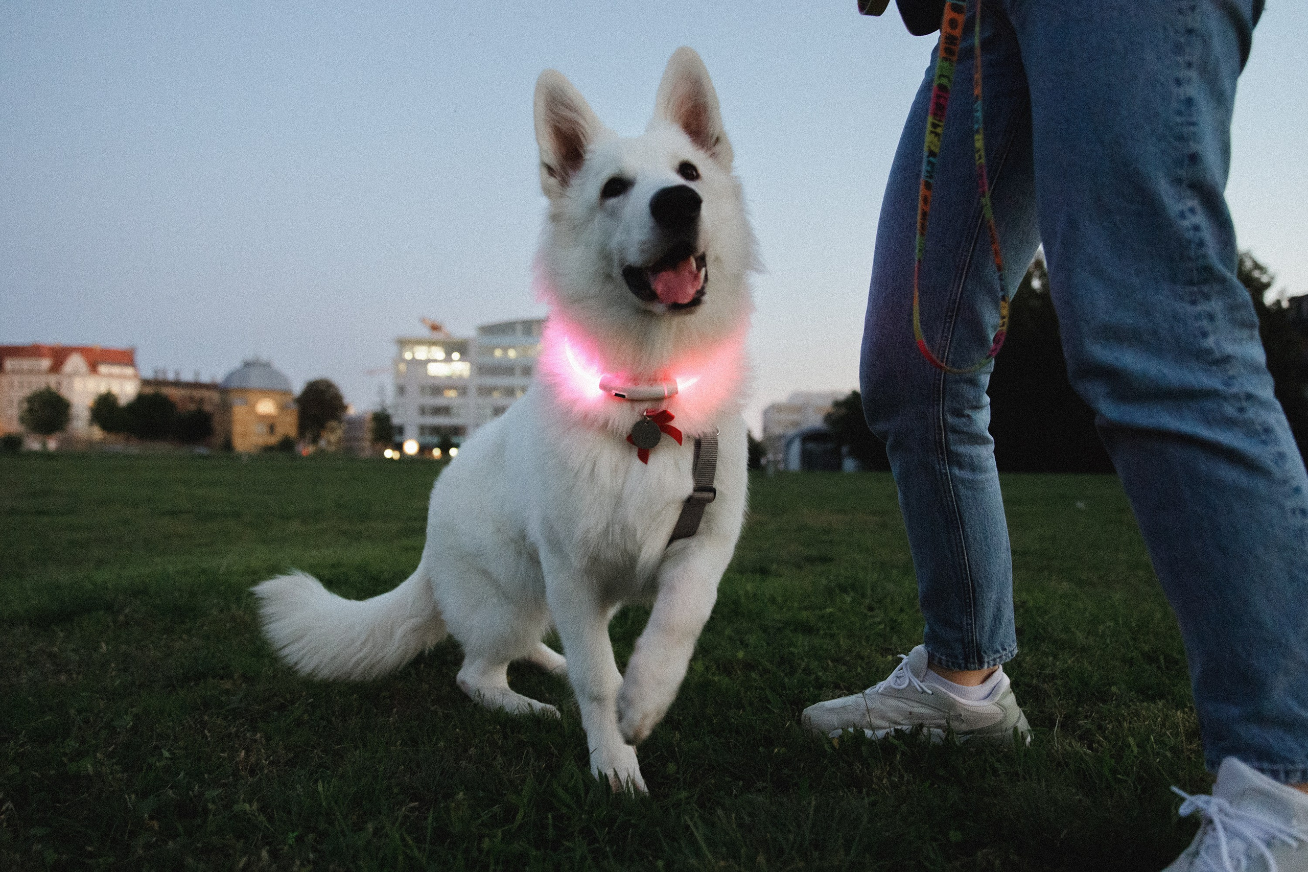 Astra in Leipzig. Kaja | fotograf we Wrocławiu | ludzie i psy