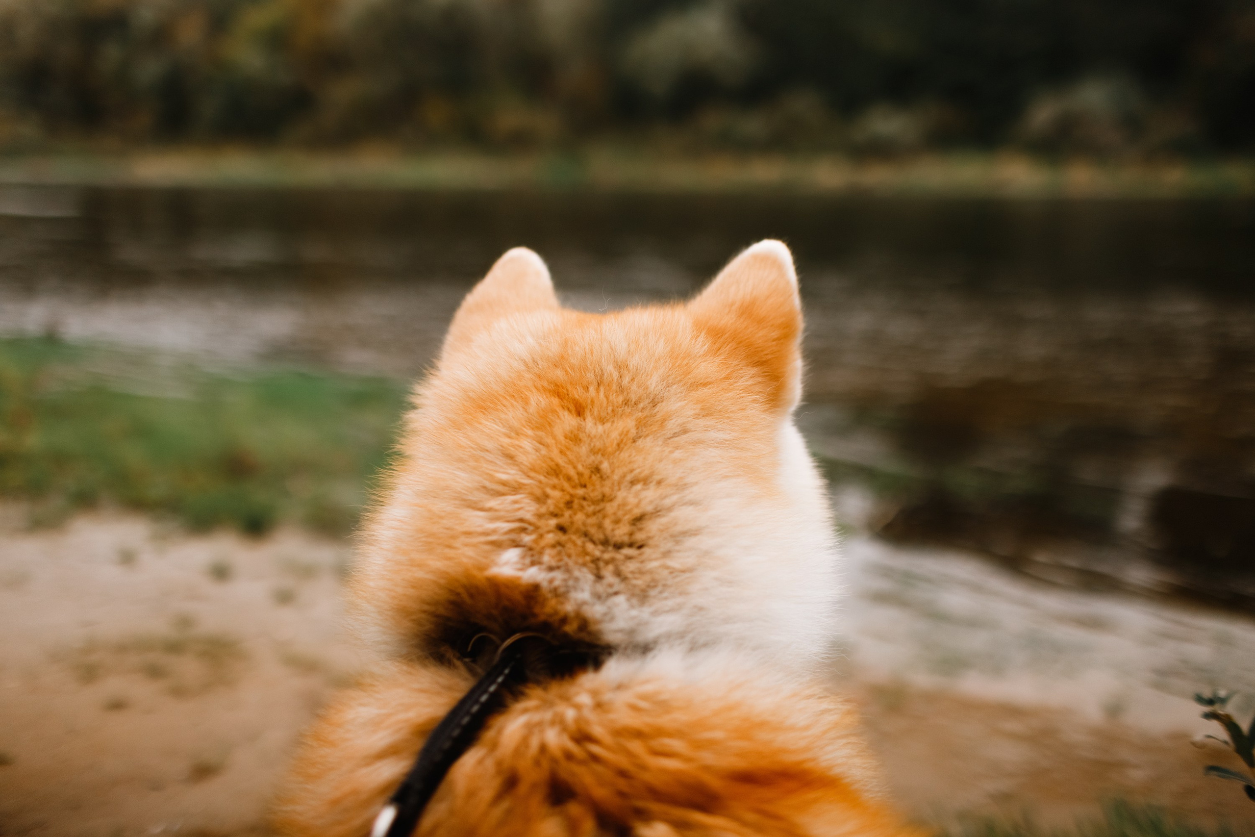 Maria & Kenji. Kaja | fotograf we Wrocławiu | ludzie i psy