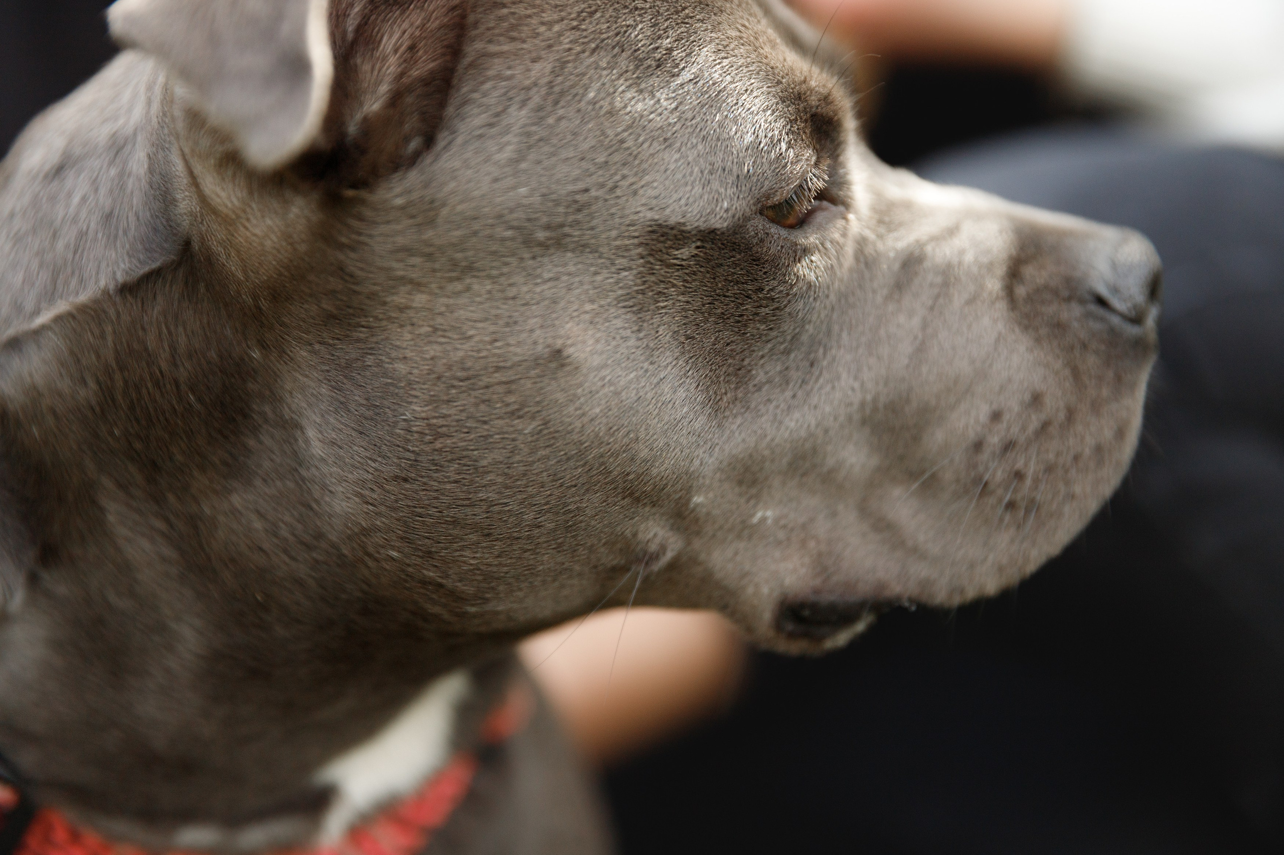 Bombka. Kaja | fotograf we Wrocławiu | ludzie i psy