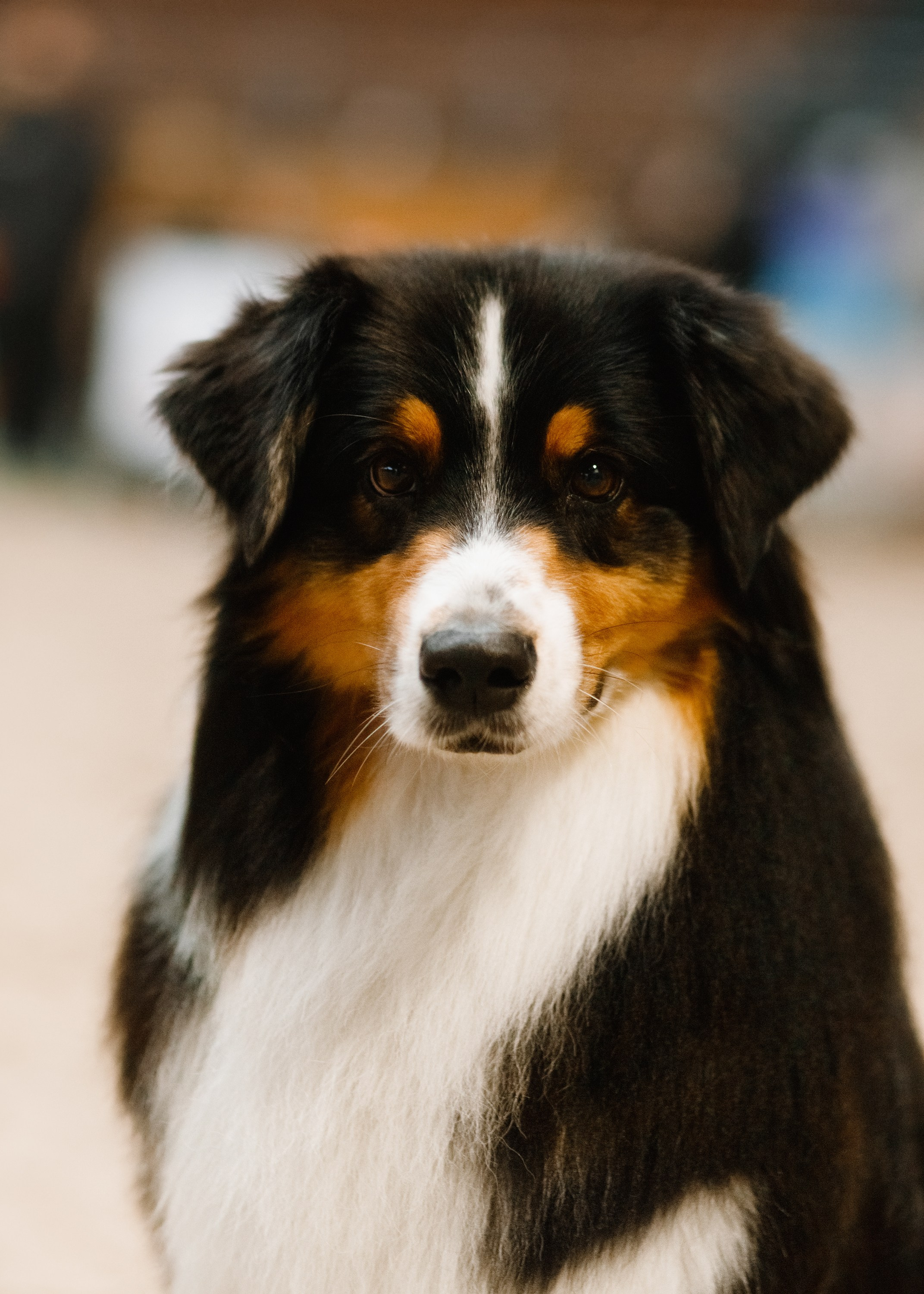 Dog shows | the best ones. Kaja | fotograf psów we Wrocławiu