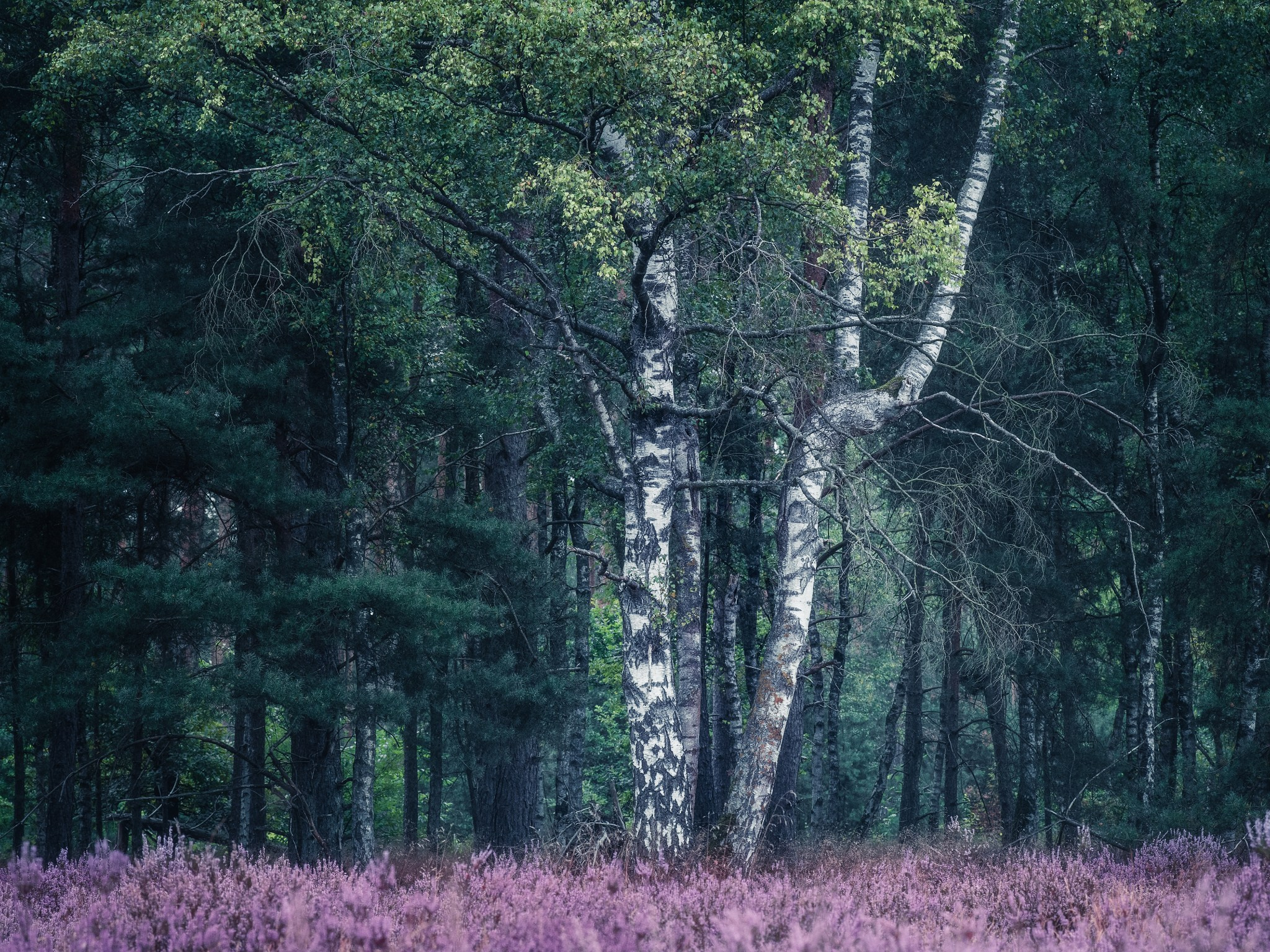 Woodlands. Nature Photographer and Videographer from Germany