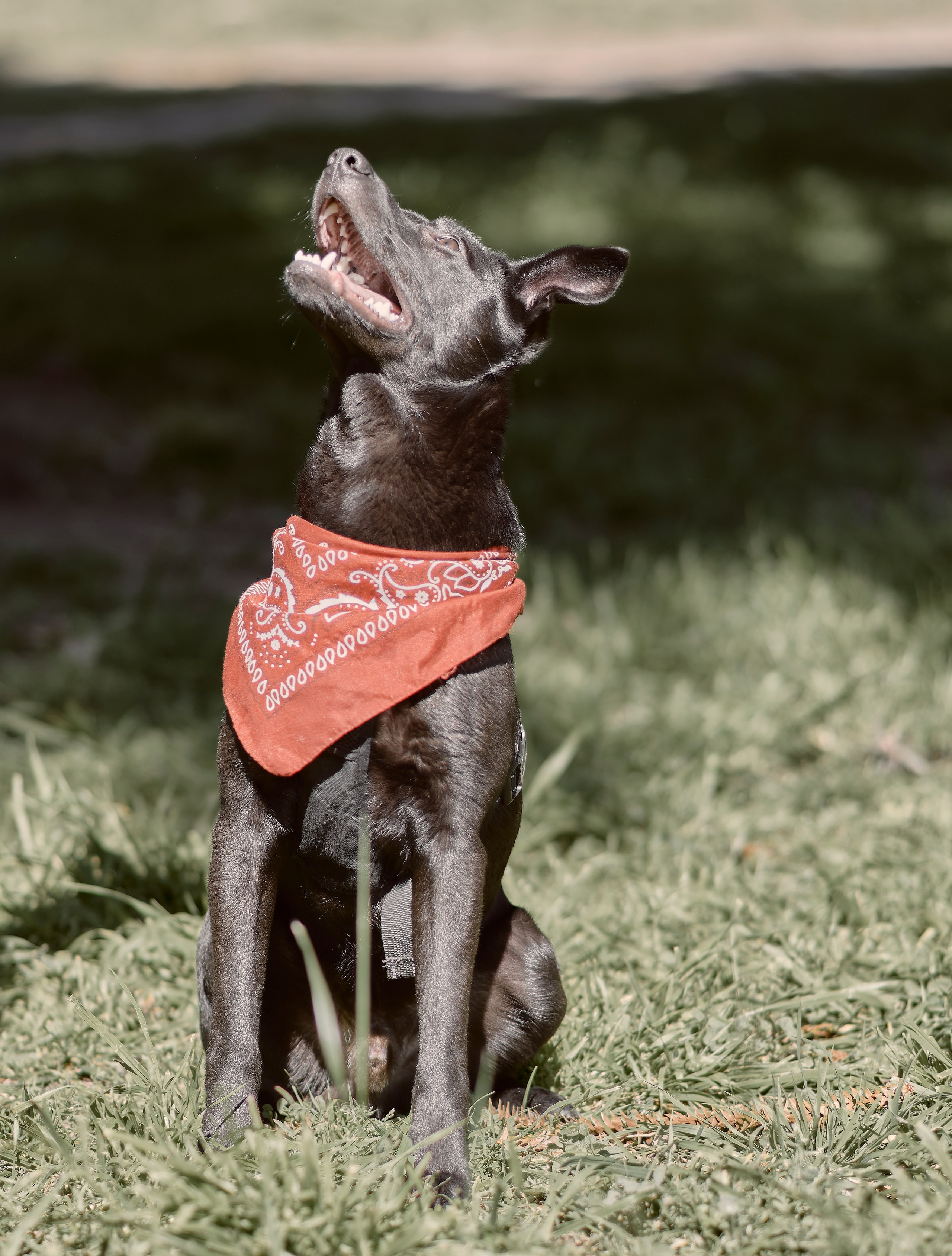 Frankell & Ruben. Valssy – Fotografía de mascotas en Uruguay. Retratos profesionales de perros y gatos