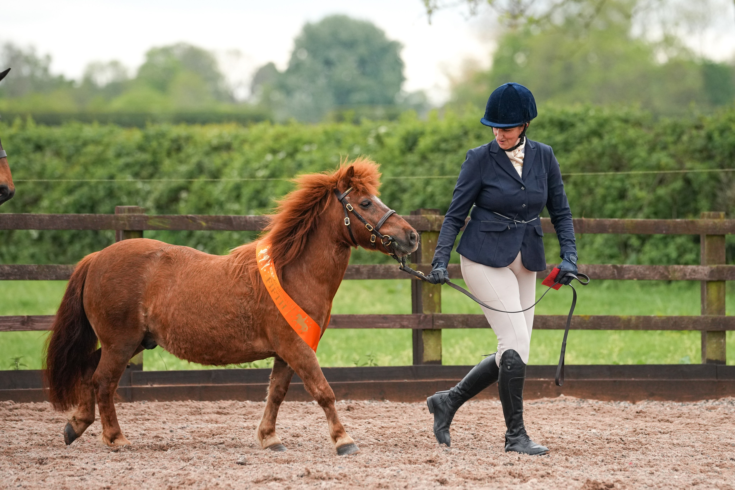Showing. Leicestershire Equine Photography by El | Authentic Equine Portraits & Events