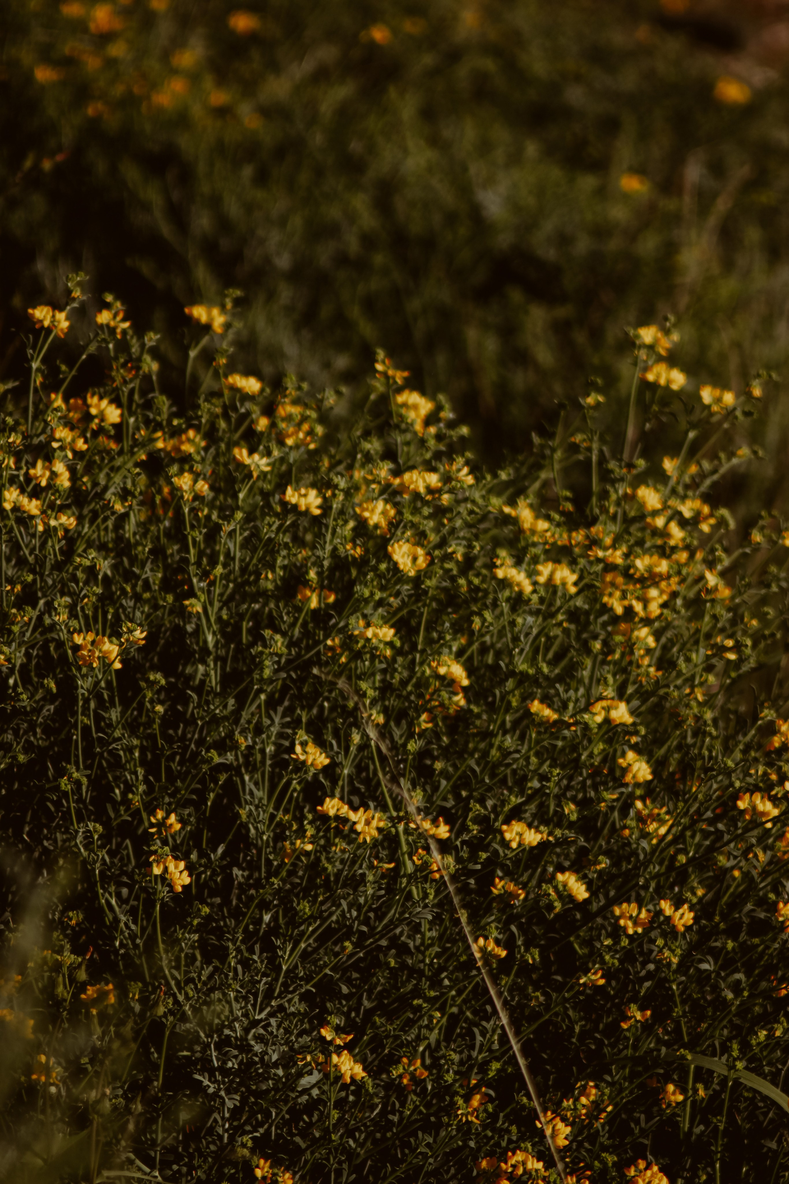 La Coudoulière, Saint Mandrier. Photographe à la Seyne sur Mer, Var