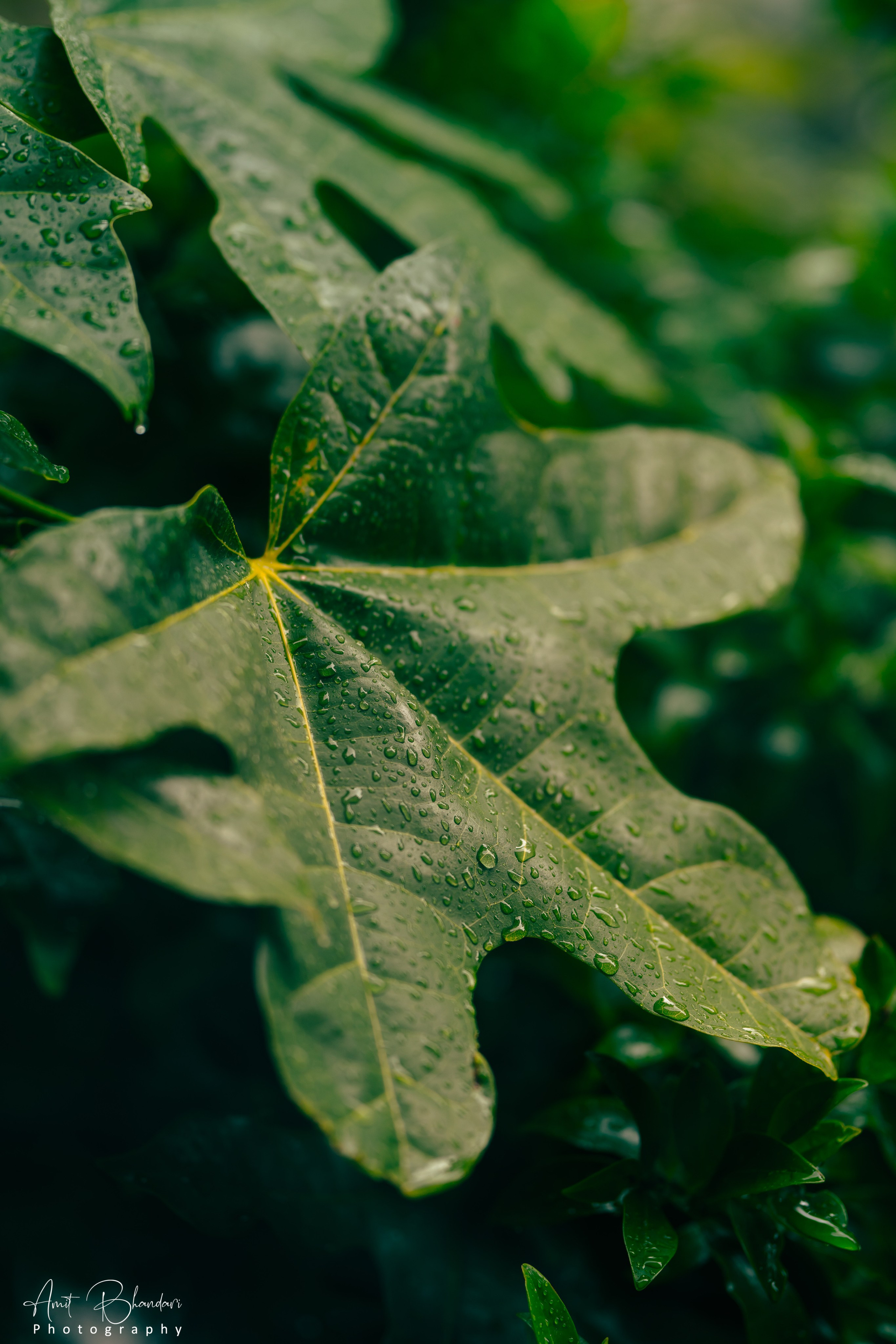 Nature. Freelance Photographer in Newcastle & Central Coast