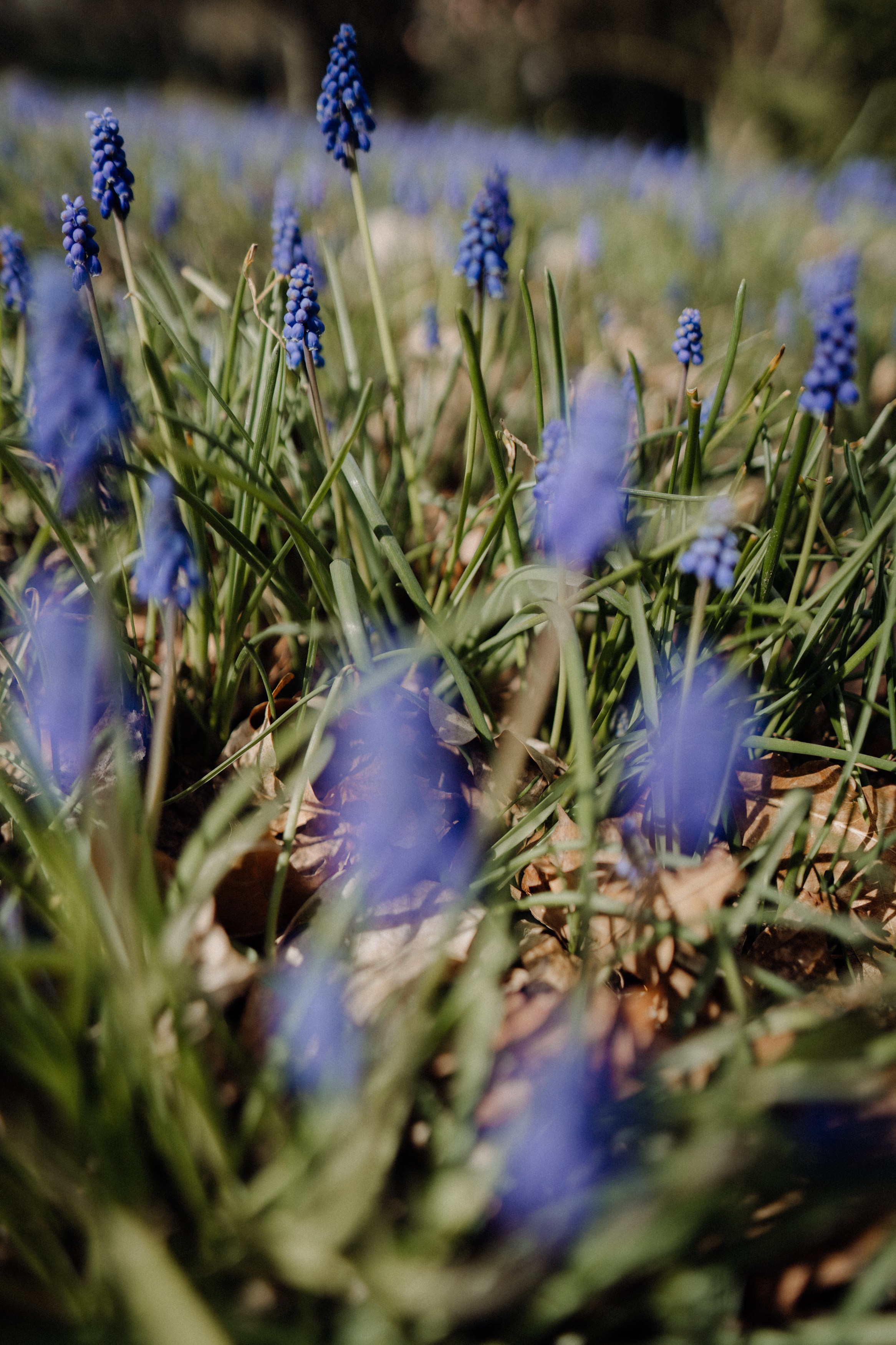 Nature. Фотограф в Праге Анна Лебедева