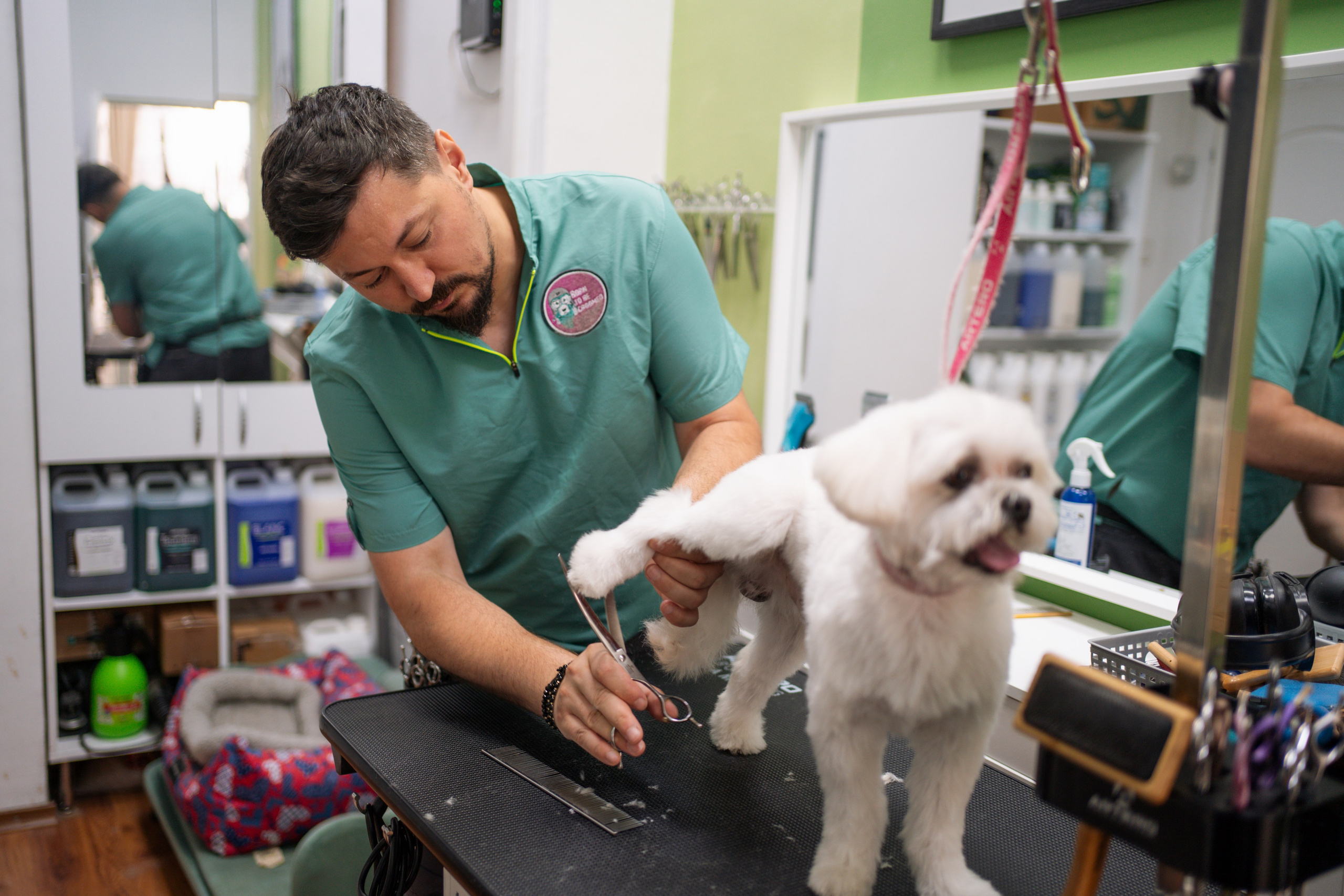 PetGroom Timisoara. Cozac Cristian Photographer