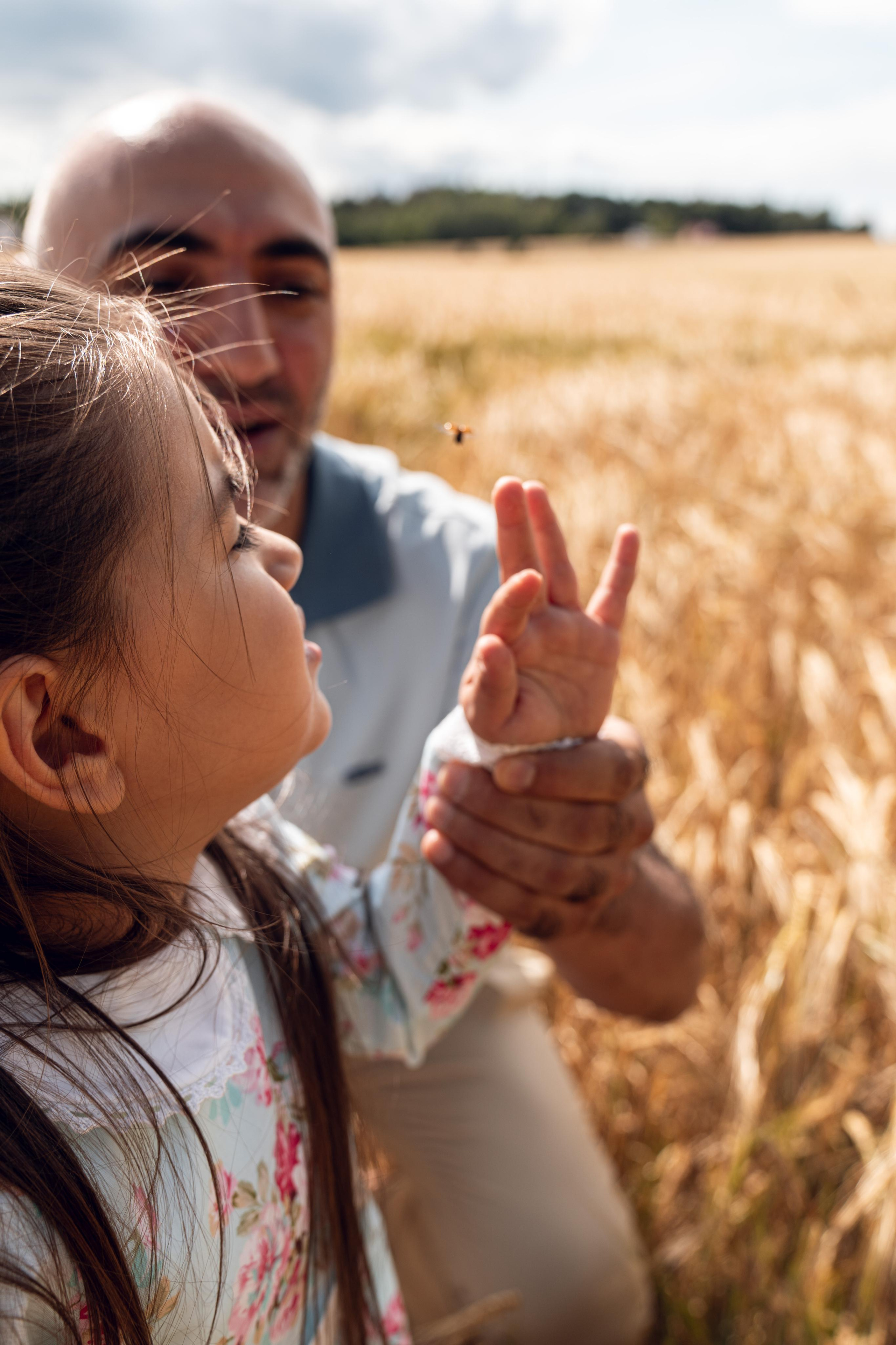 Золотое поле. ...........