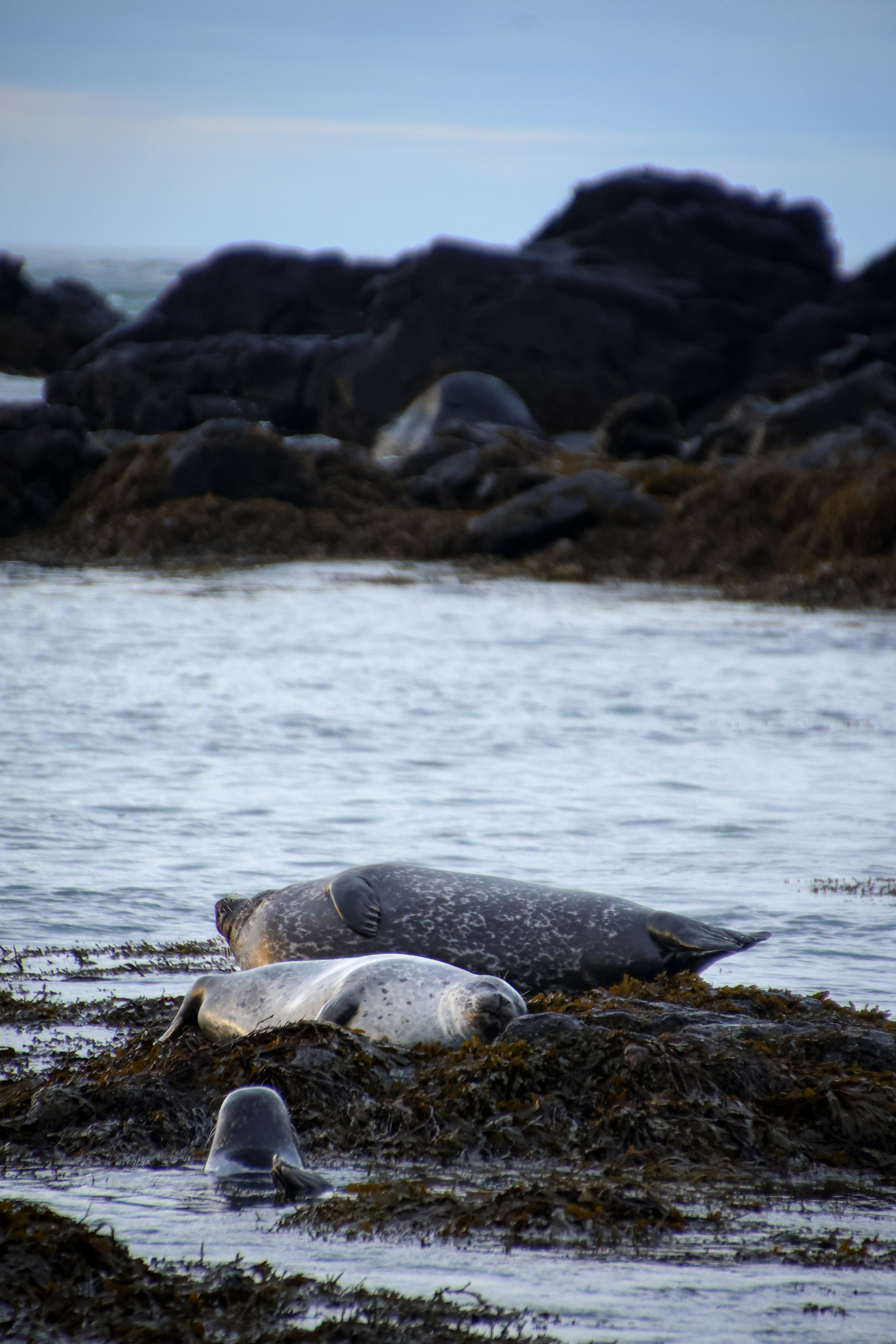 Животные. Марина фотограф из Нюрнберга