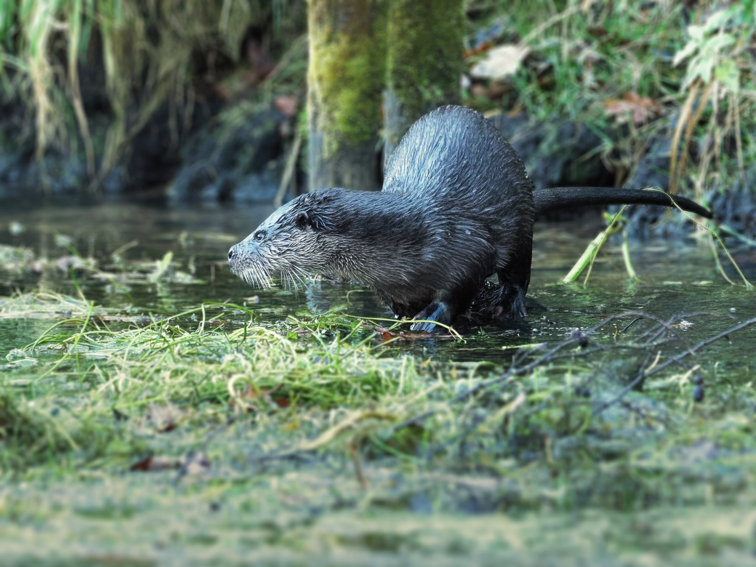 UK Wildlife Photography Gallery. Hedley Wright Photography | East Anglia Sport, Street, Wildlife, Landscape & Astrophotography