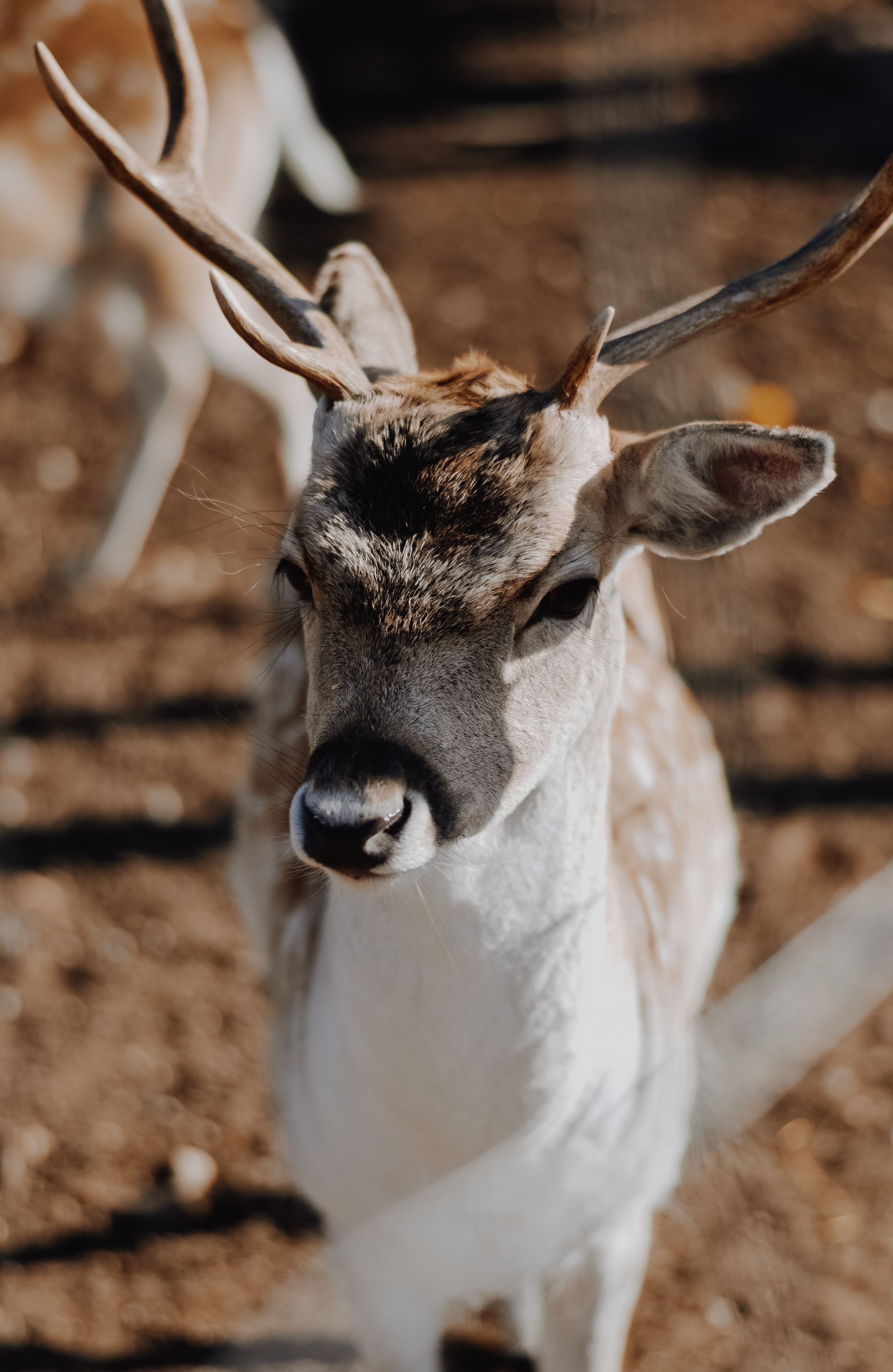 DEERS. Montenegro photographer and videographer