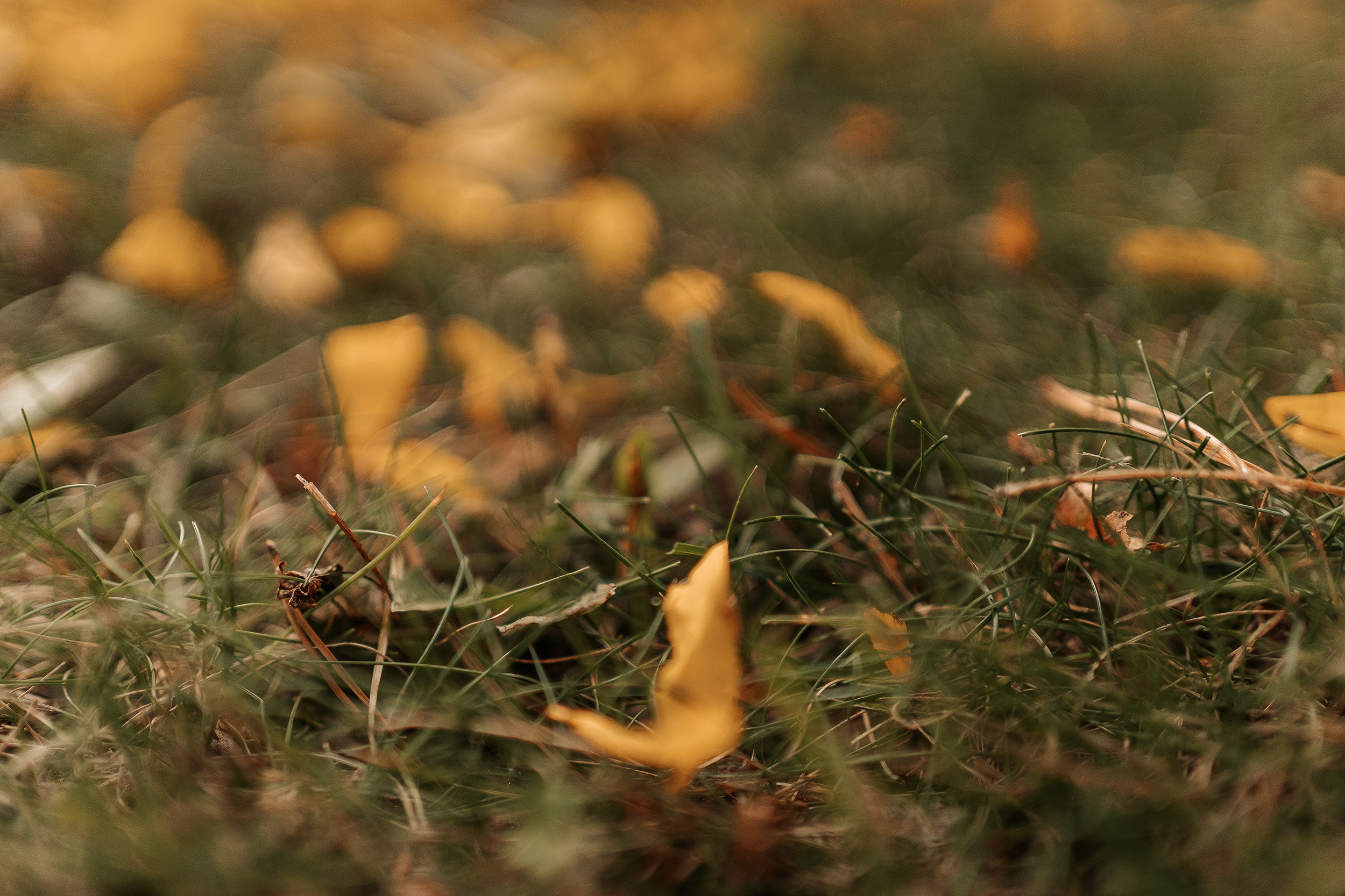 SILENE BRUNCH. Montenegro photographer and videographer