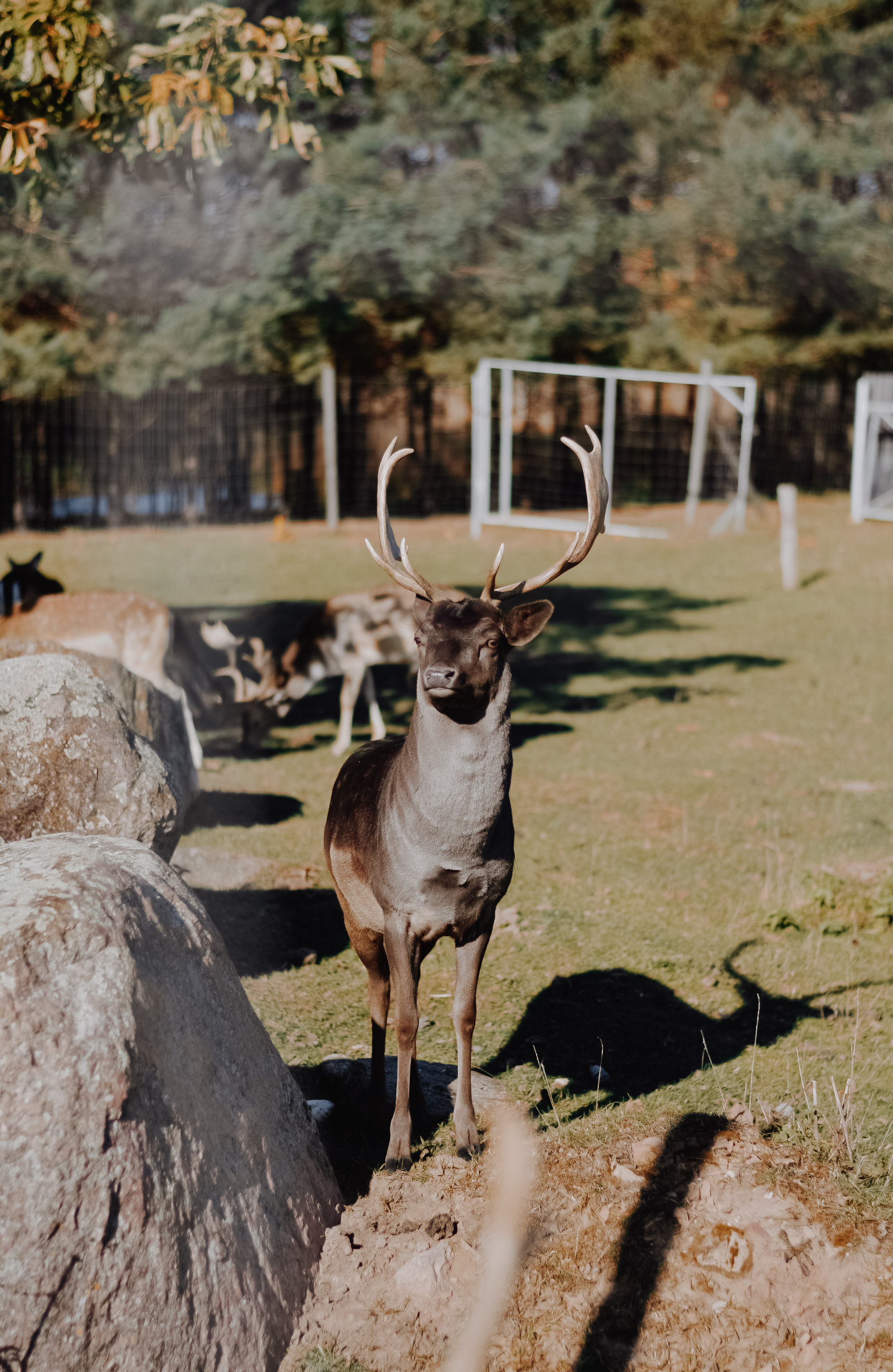 DEERS. Montenegro photographer and videographer