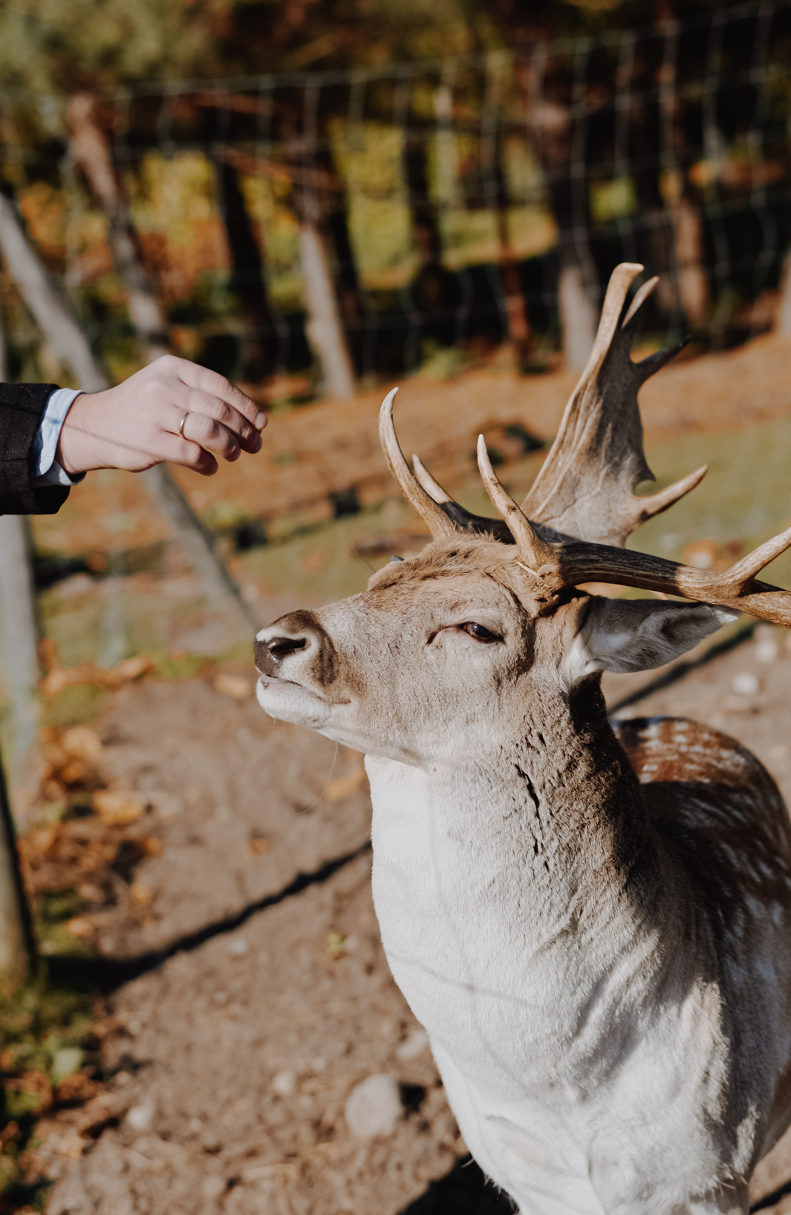 DEERS. Montenegro photographer and videographer