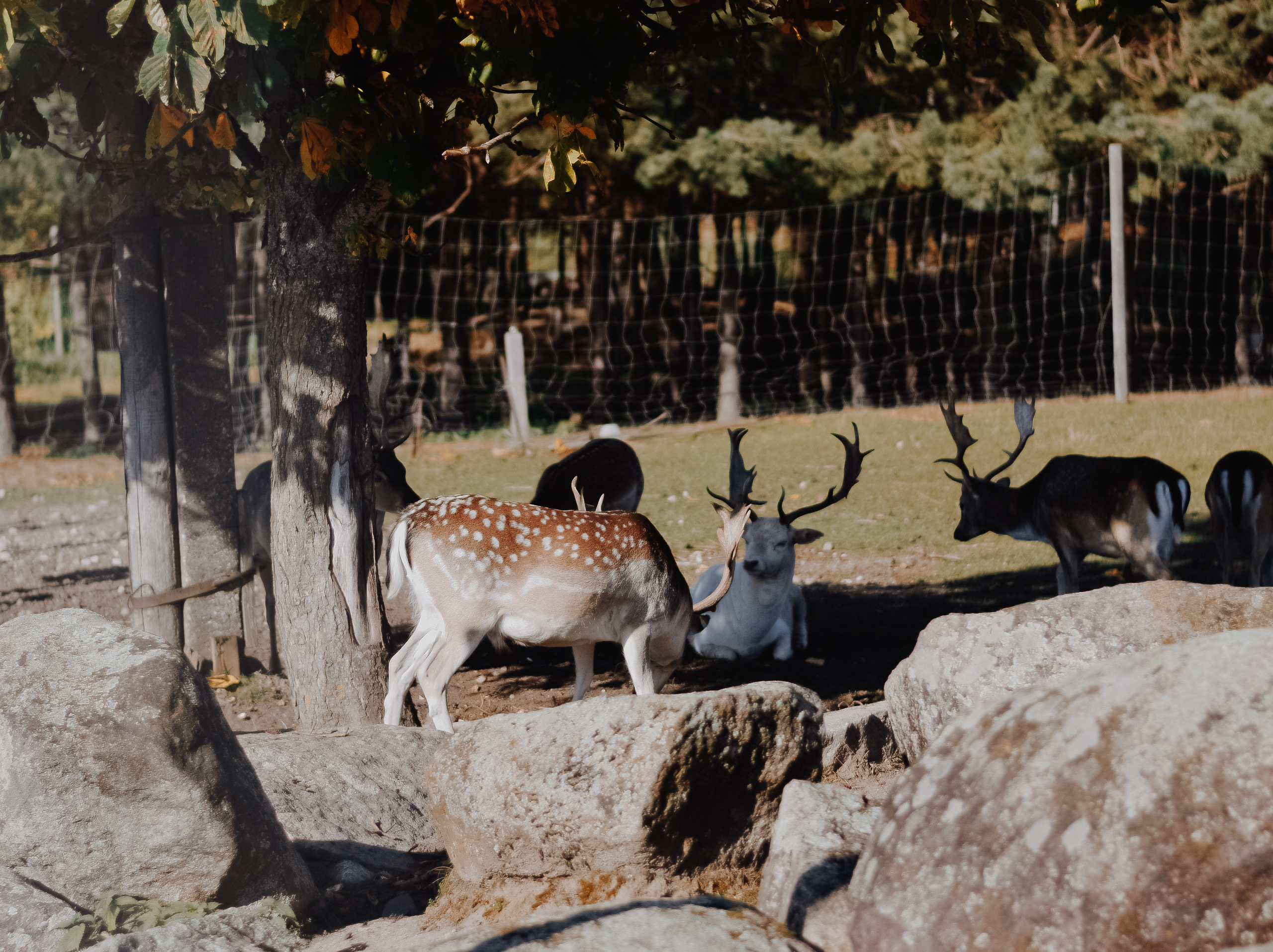 DEERS. Montenegro photographer and videographer