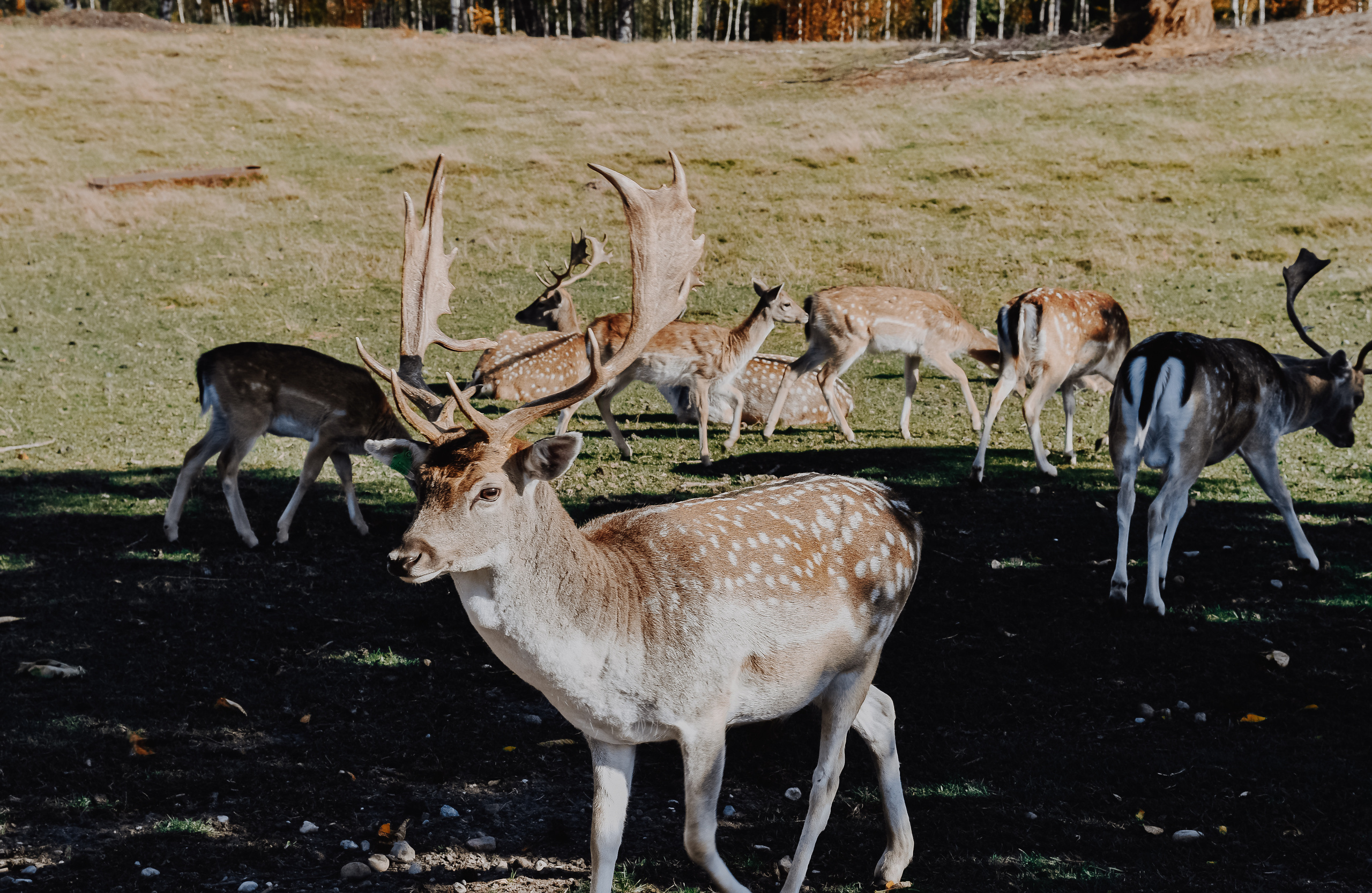 DEERS. Montenegro photographer and videographer