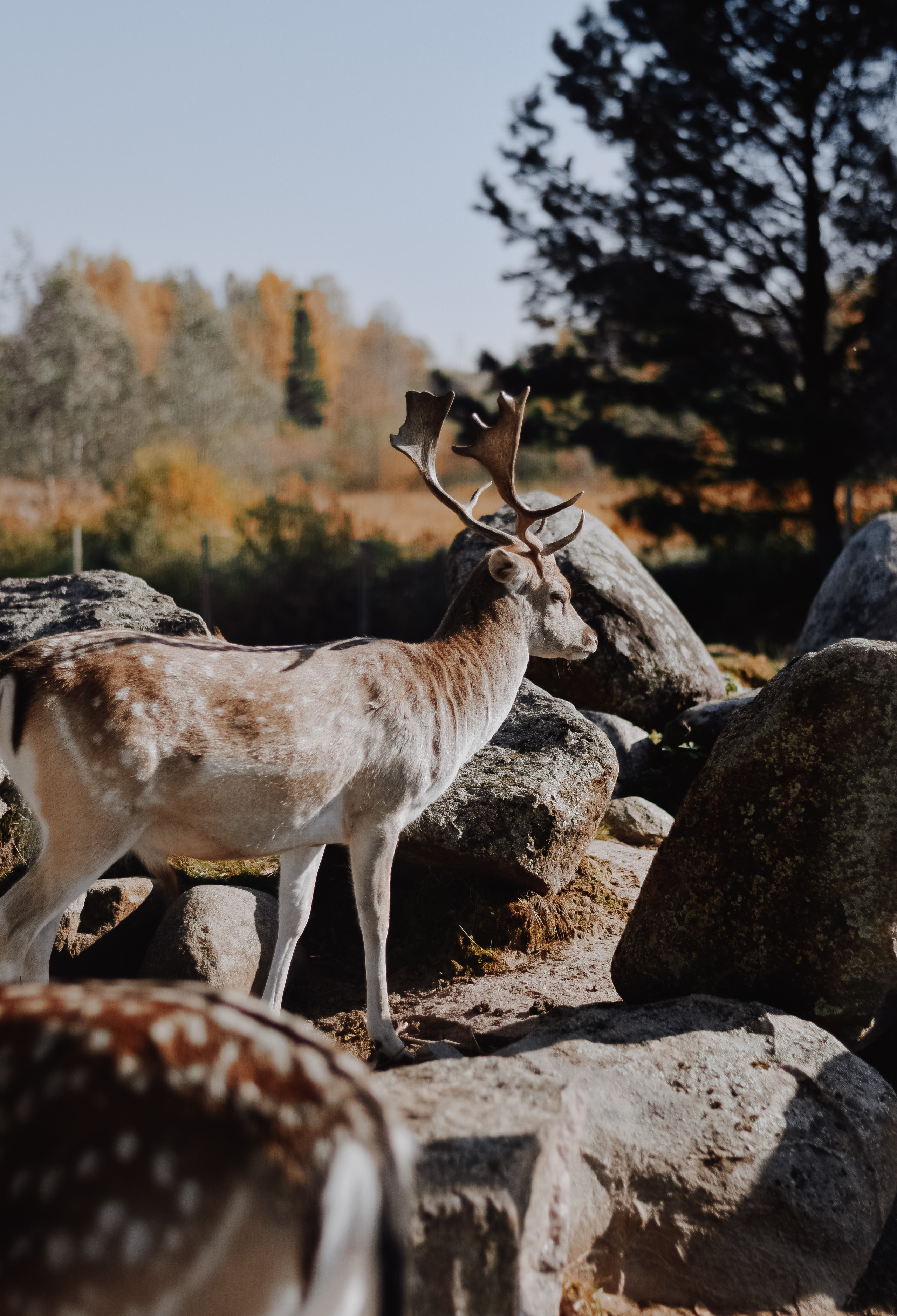 DEERS. Montenegro photographer and videographer