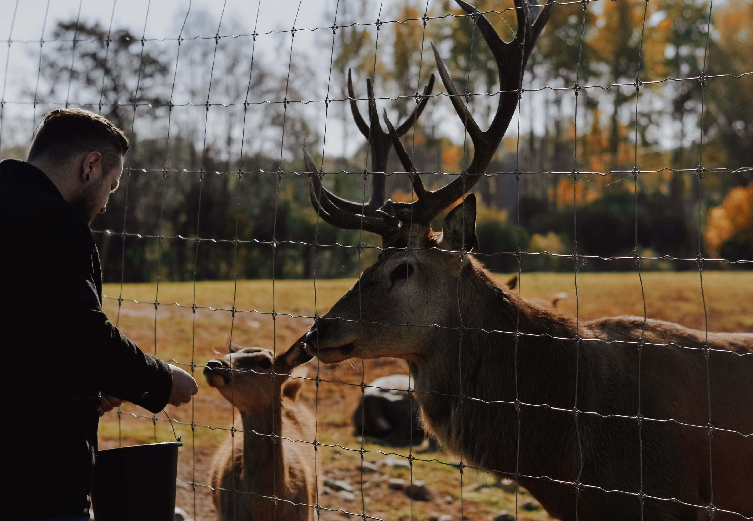 DEERS. Montenegro photographer and videographer