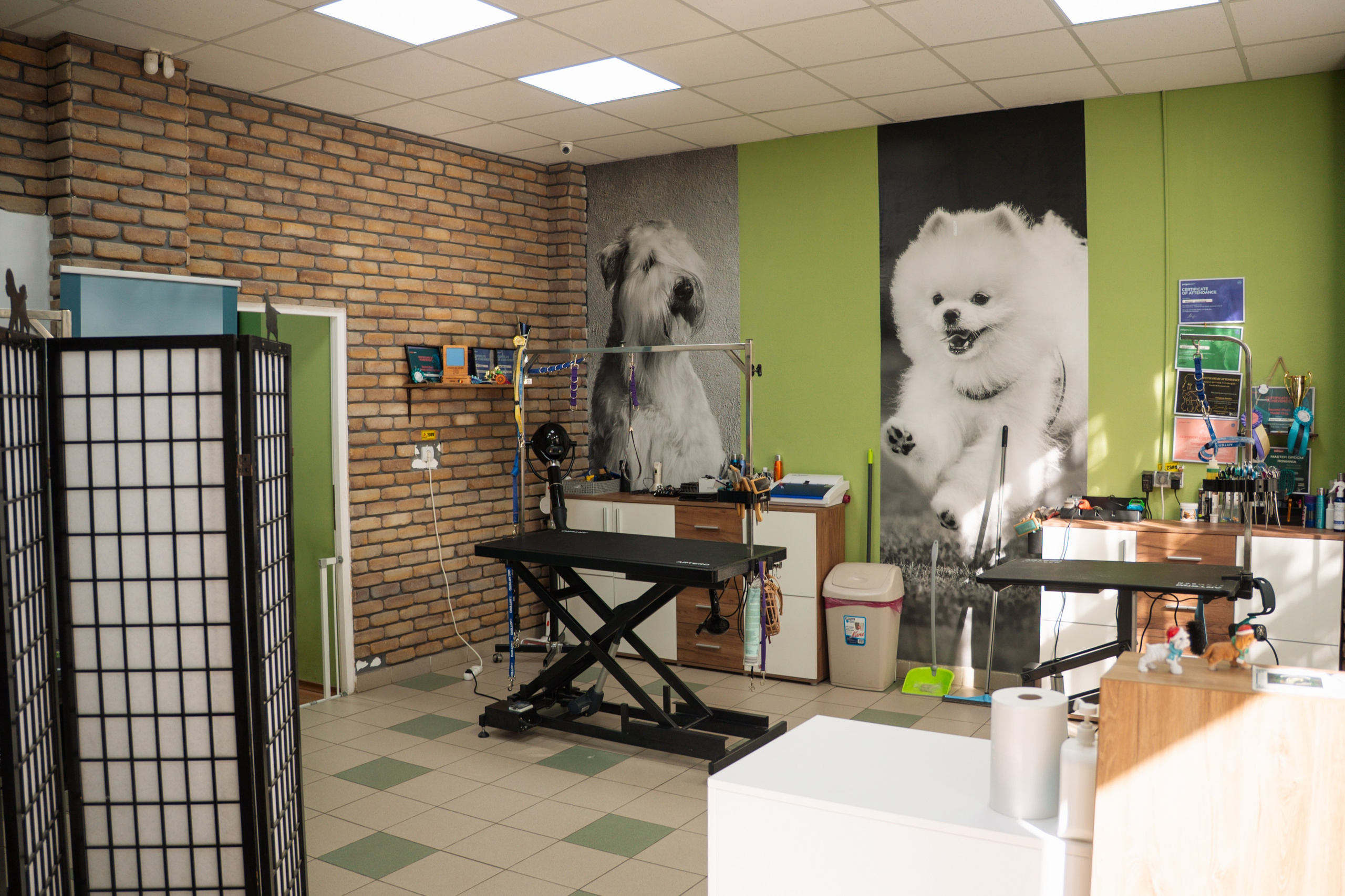 PetGroom Timisoara. Cozac Cristian Photographer