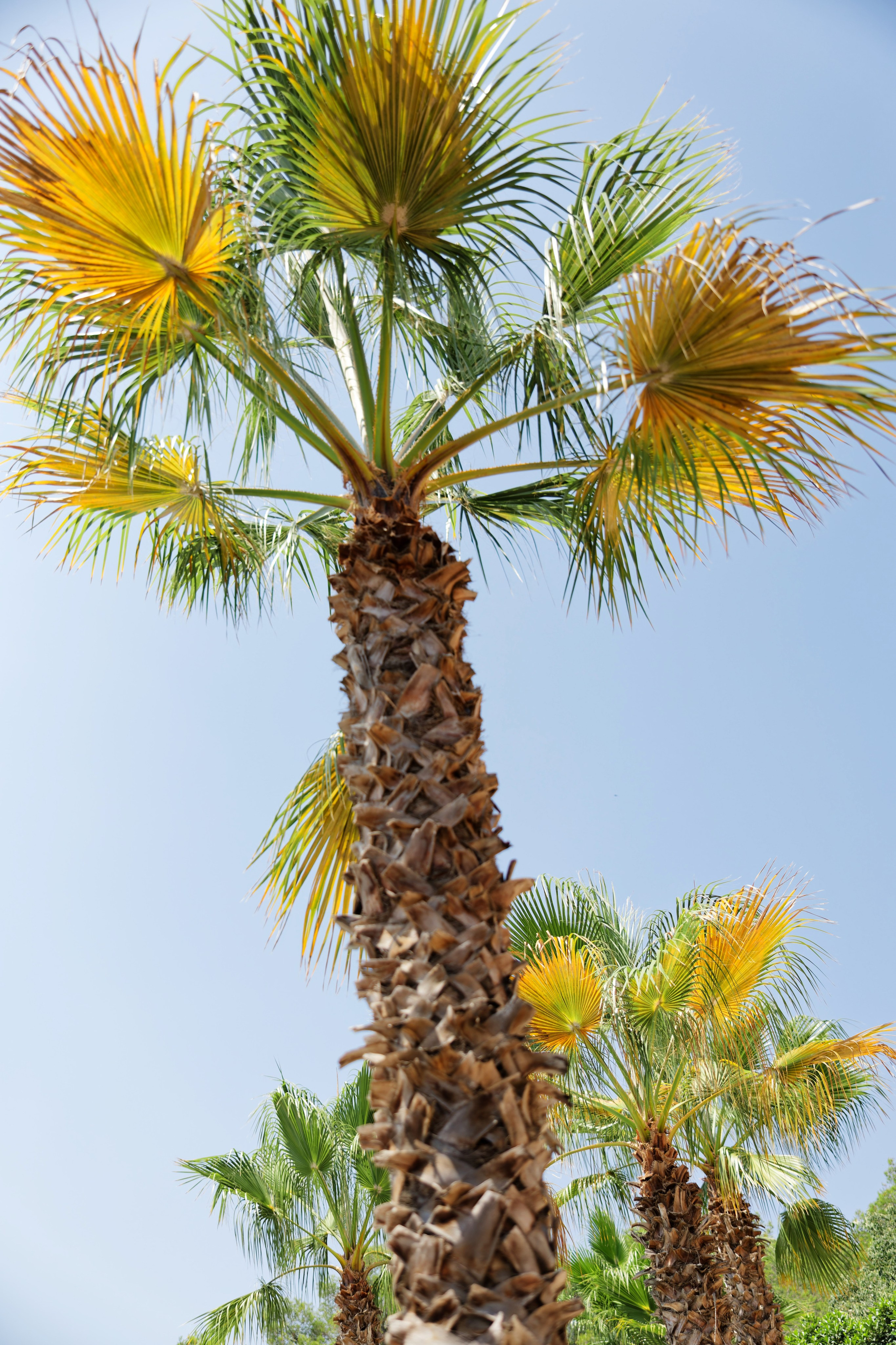 Indian wedding Haldi ceremony & Mehndi Night at Masia Nur, Sitges, Spain Preview